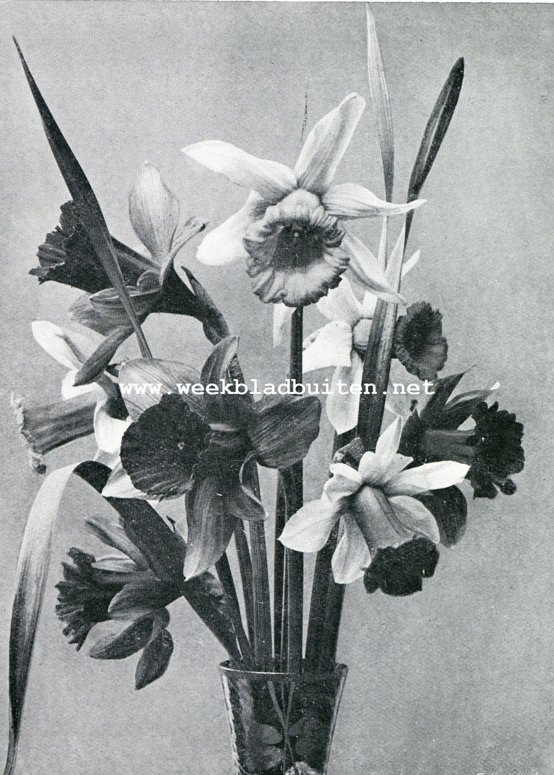 Narcissen. Verschillende tropet-narcissen