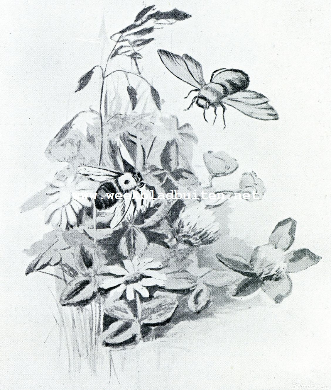 Op jacht van wilde bijen. Mannetje en wijfje van de timmerbij. (Xylocopa Vitginica)