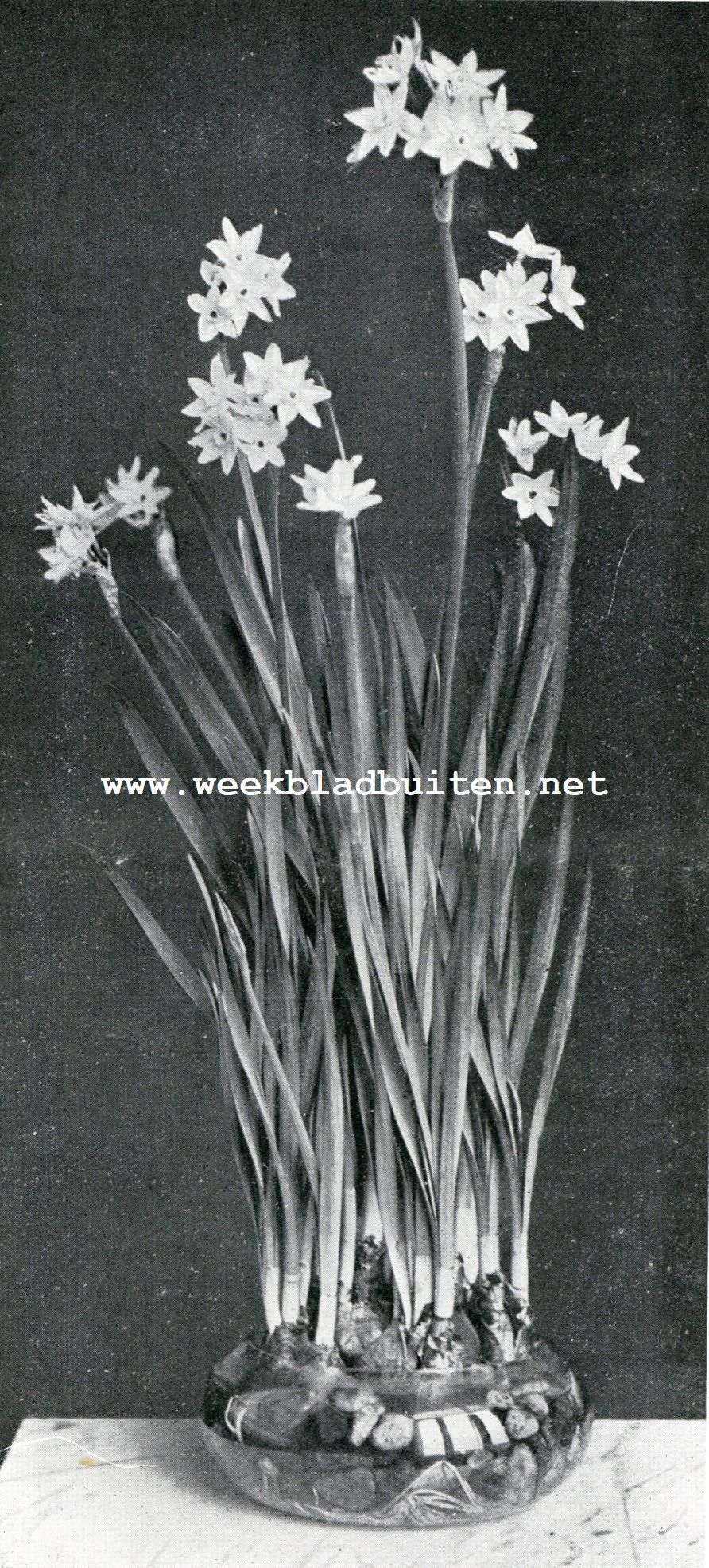 Narcissen. Narcissus Totus Albus Grandiflorus, in een kom met water en steentjes gekweekt