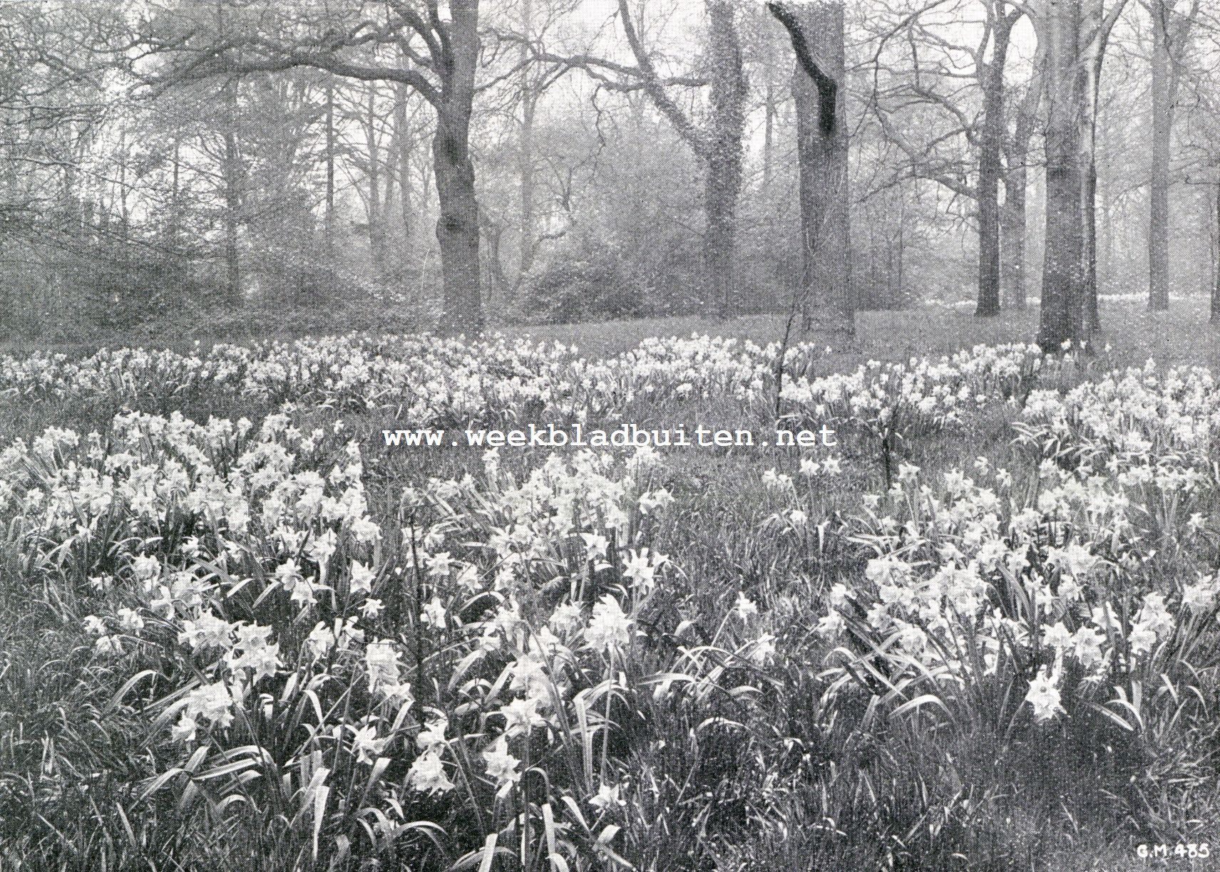In een bosch verwilderde narcissen