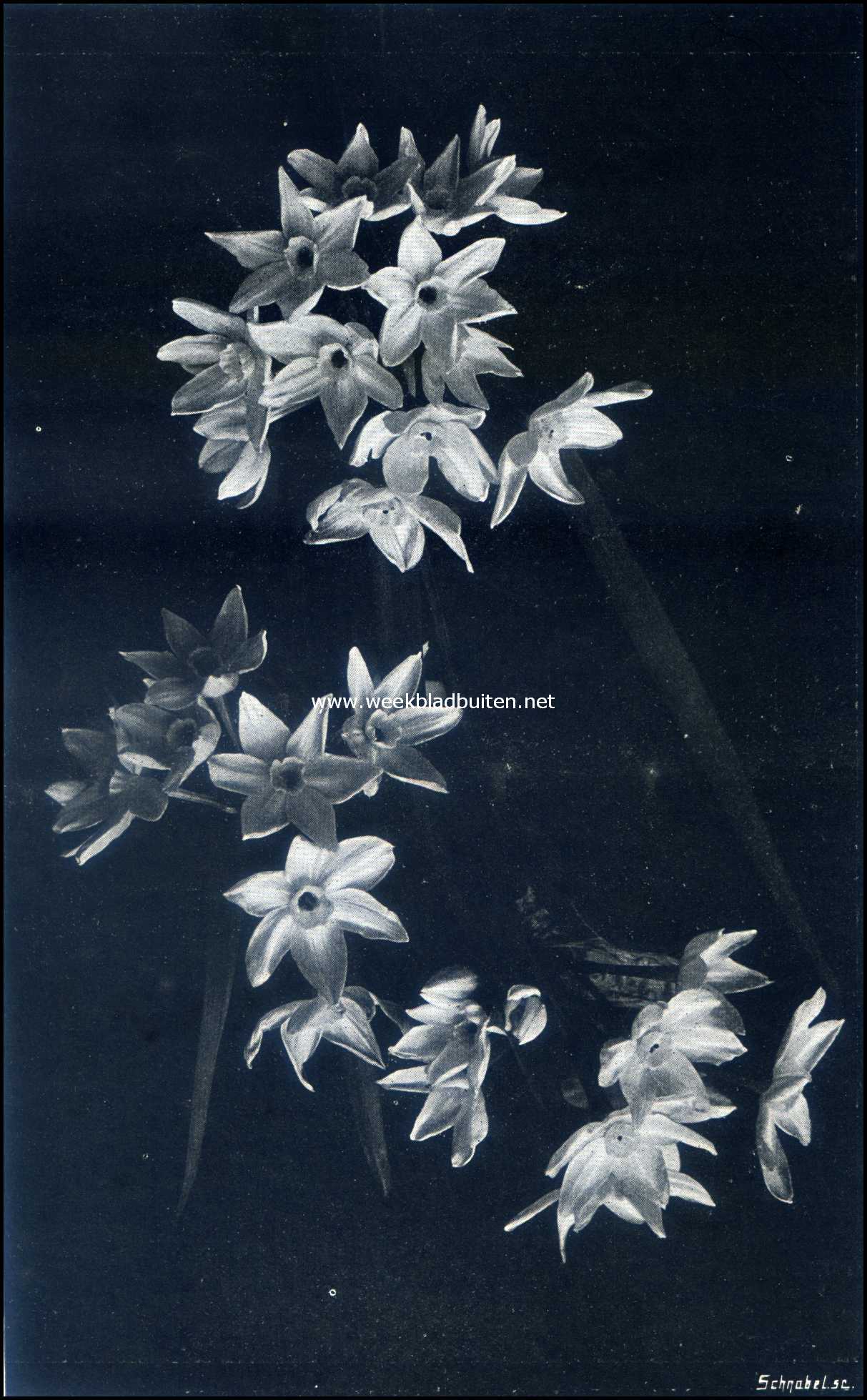Narcissen. Narcissus Totus Albus op 3/4 nat. Grootte