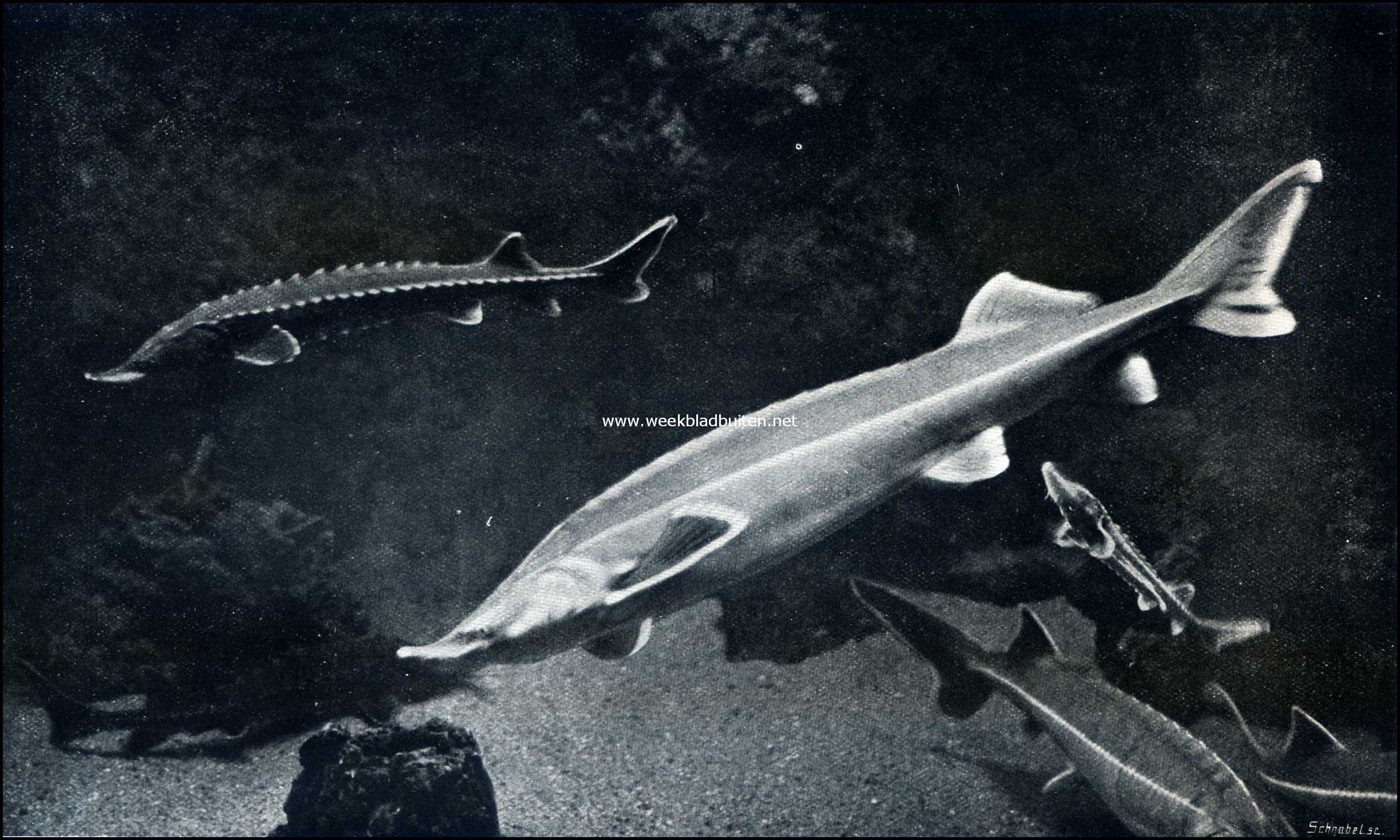 Sterlet-steur in het Aquarium te Amsterdam