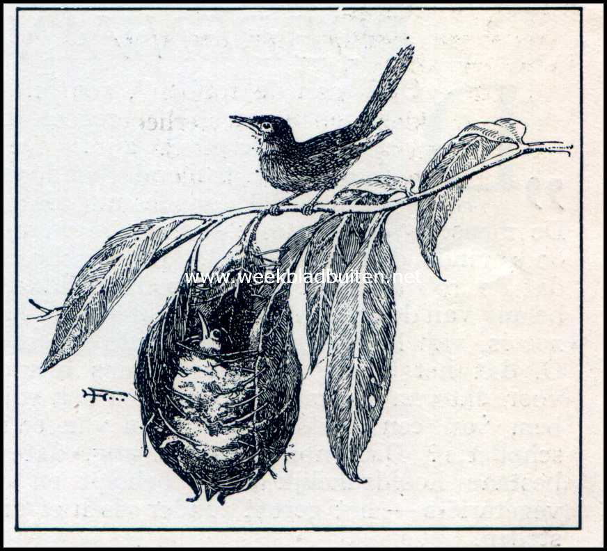 Spinnen als luchtschippers. Nest van den Snijdervogel