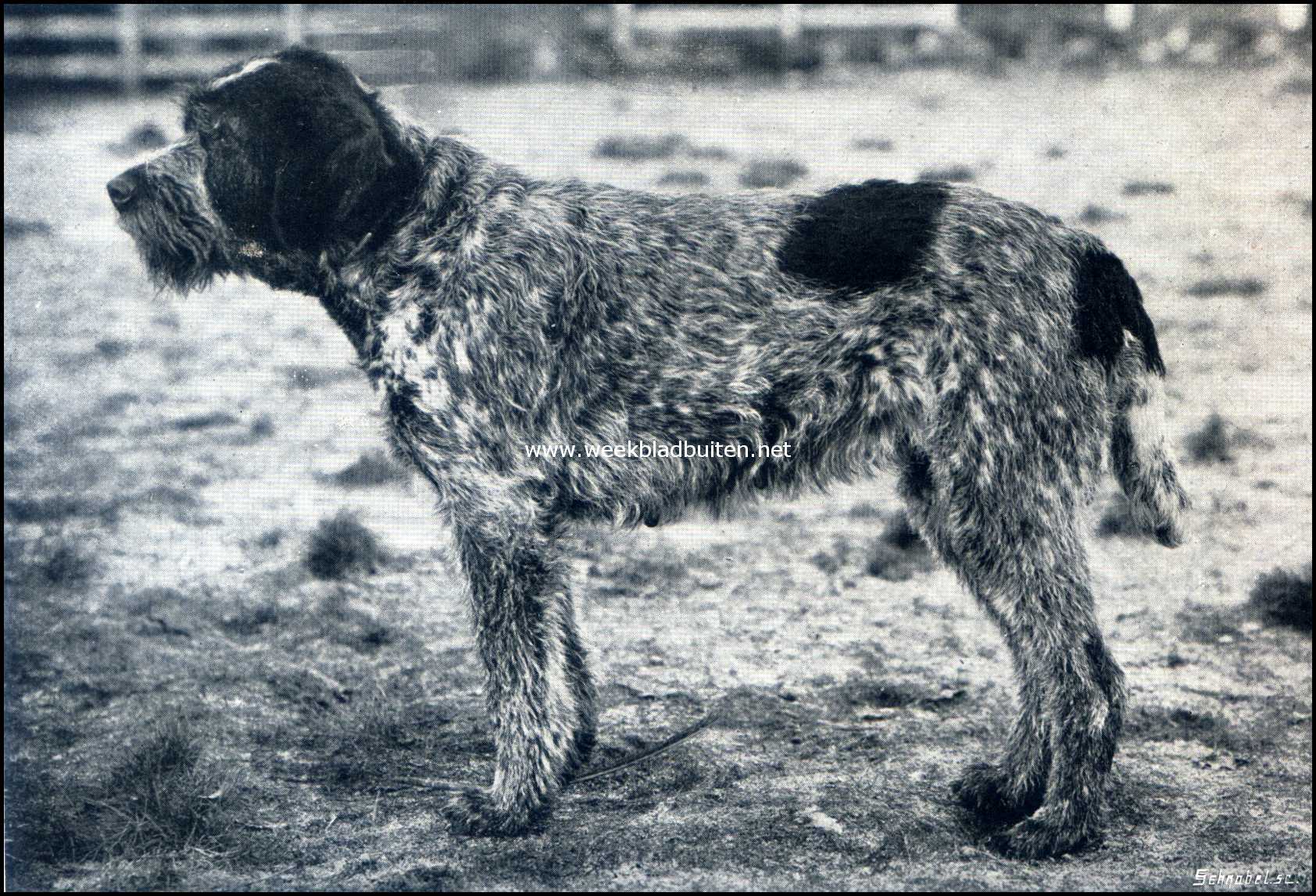 De griffon.  Rona Beau-Site (Griffon-Stamboek-3005)