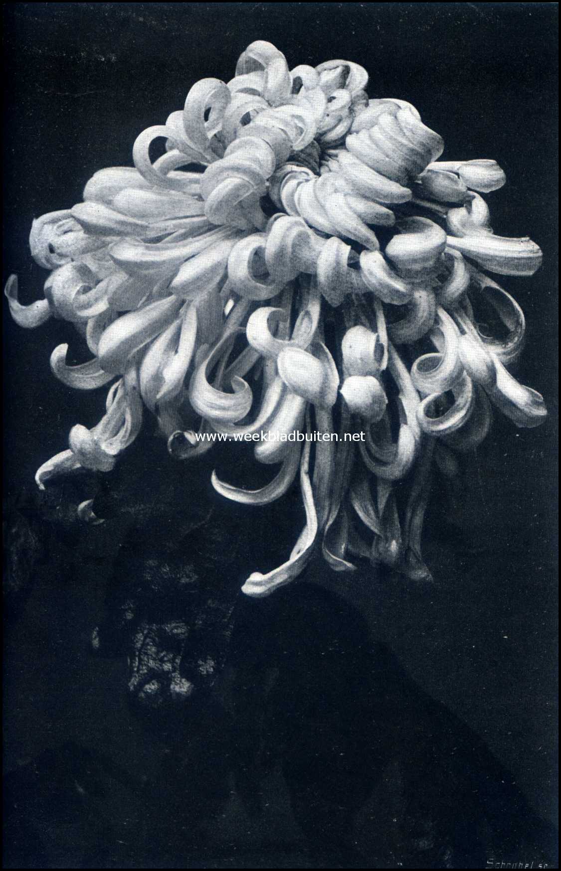 Een en ander uit de geschiedenis der Chrysanthen. Chrysanthemum 
