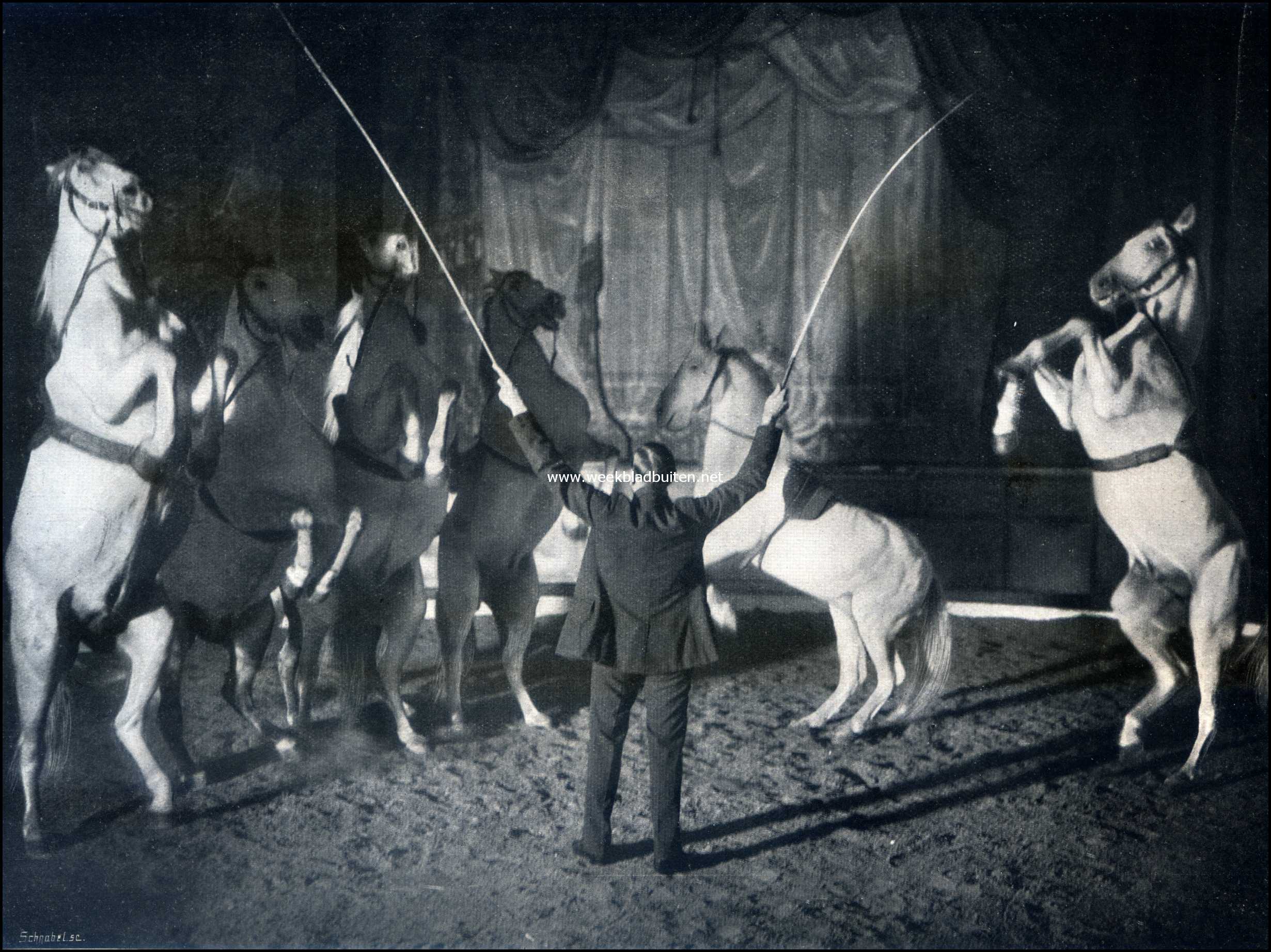 Paarden in den circus. Zes Oost-Pruisische hengsten, voorgesteld door Albert Carr. (kunstlichtopname)