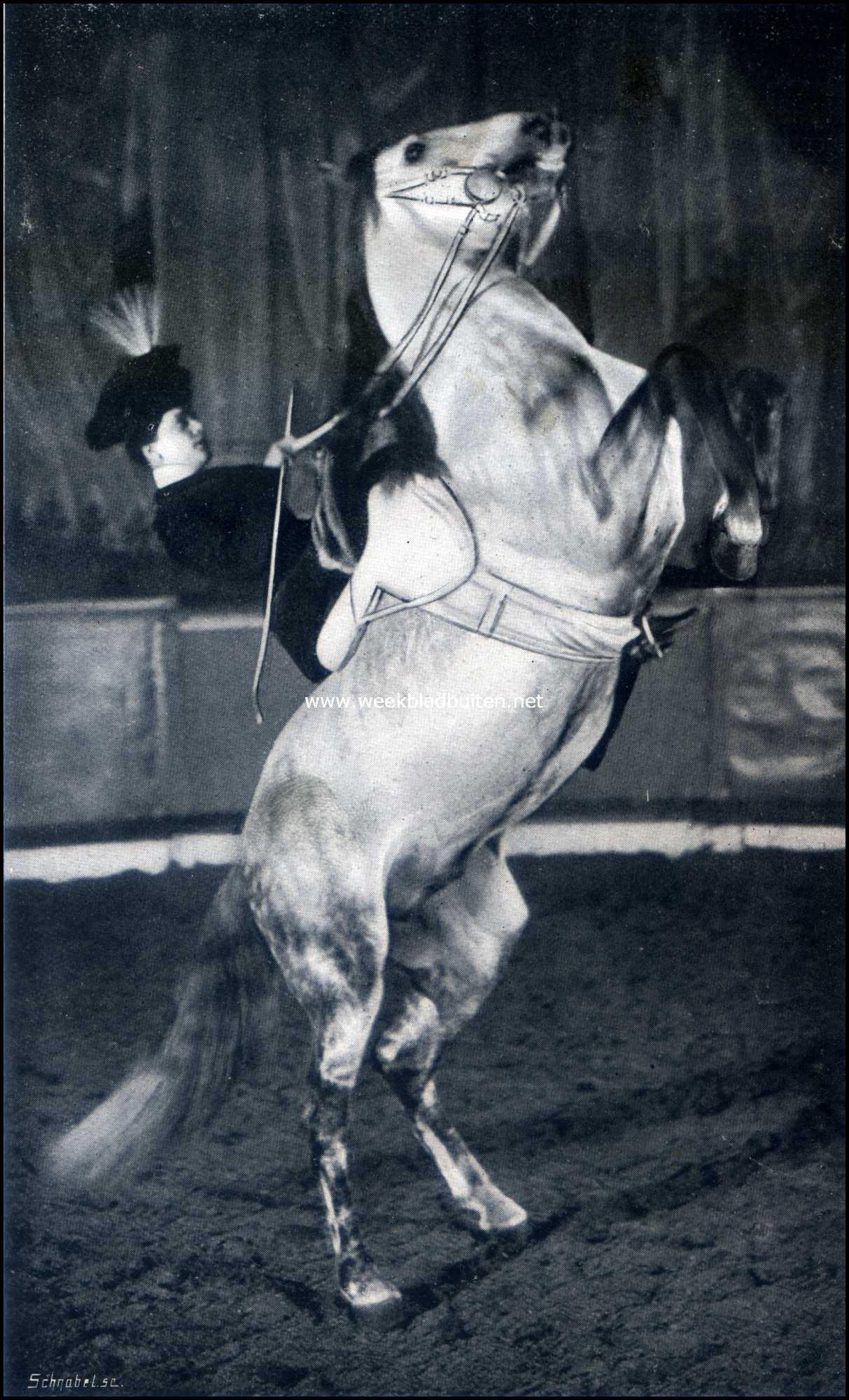Paarden in den circus. De Pesade, een schoolsprong, door Ktchen Carr. (kunstlichtopname)