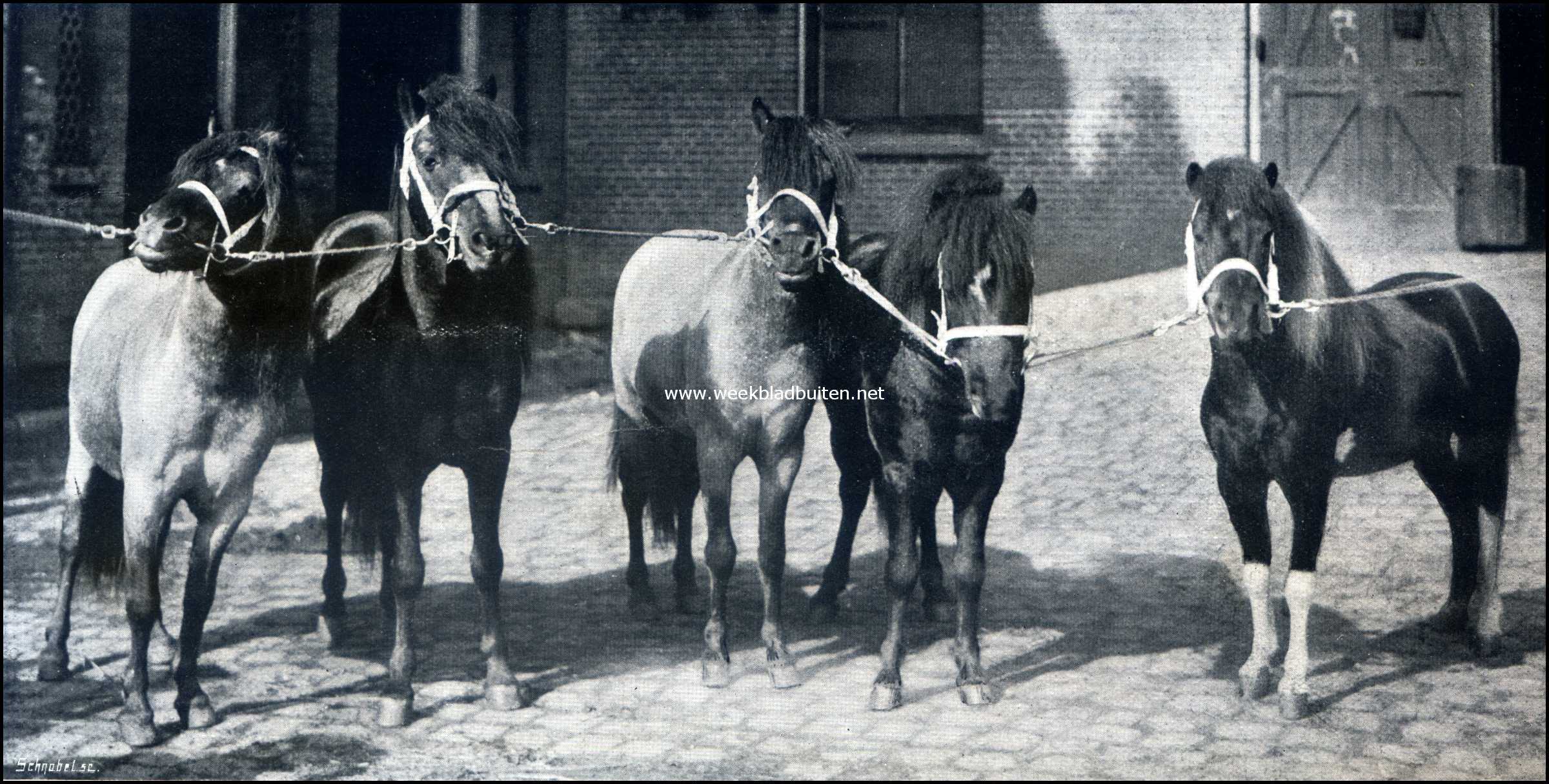 Paarden in den circus. Een vijftal aardige pony's van Circus Carr