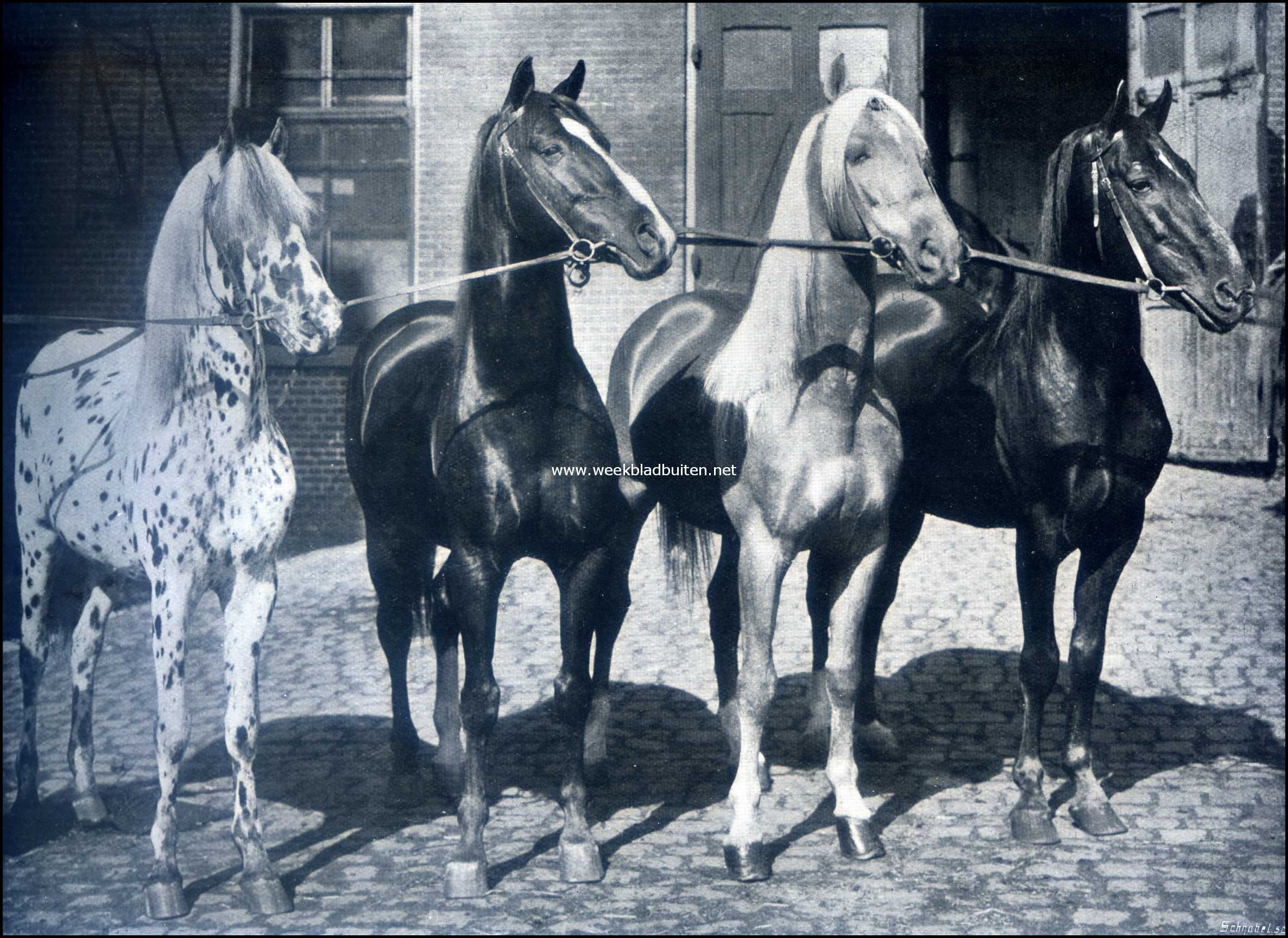 Paarden in den circus. Tigeretto, Hassan en twee Hongaarsche vossen