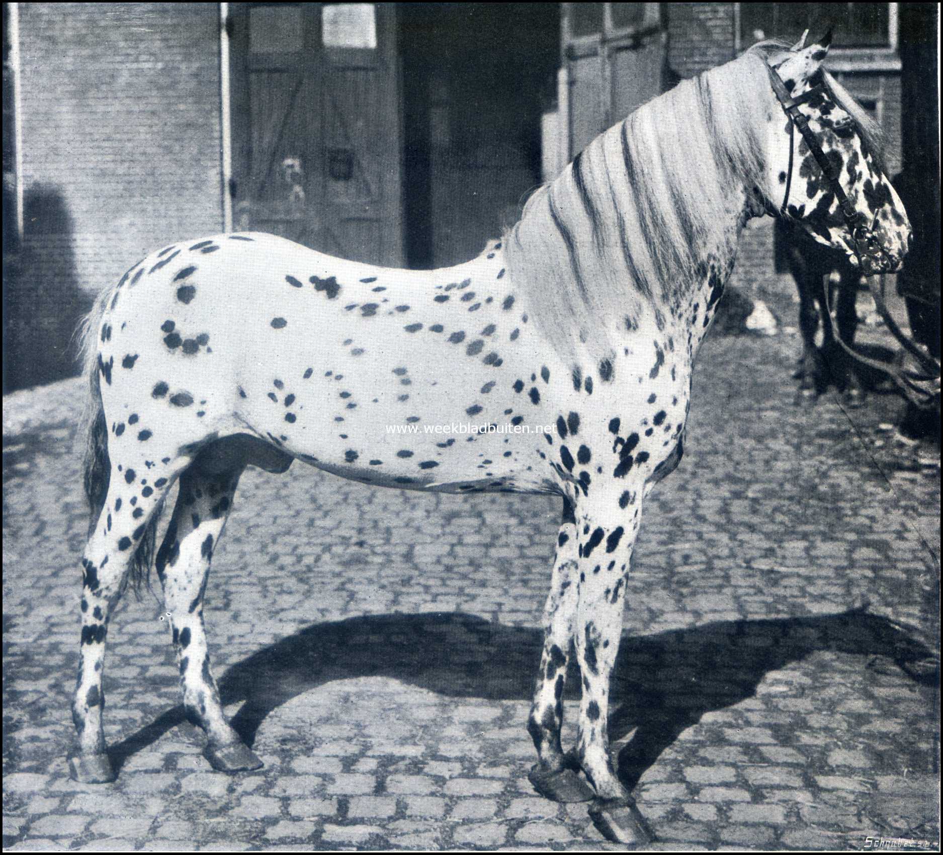 Paarden in den circus. De Kaukasische schimmelhengst Tigeretto