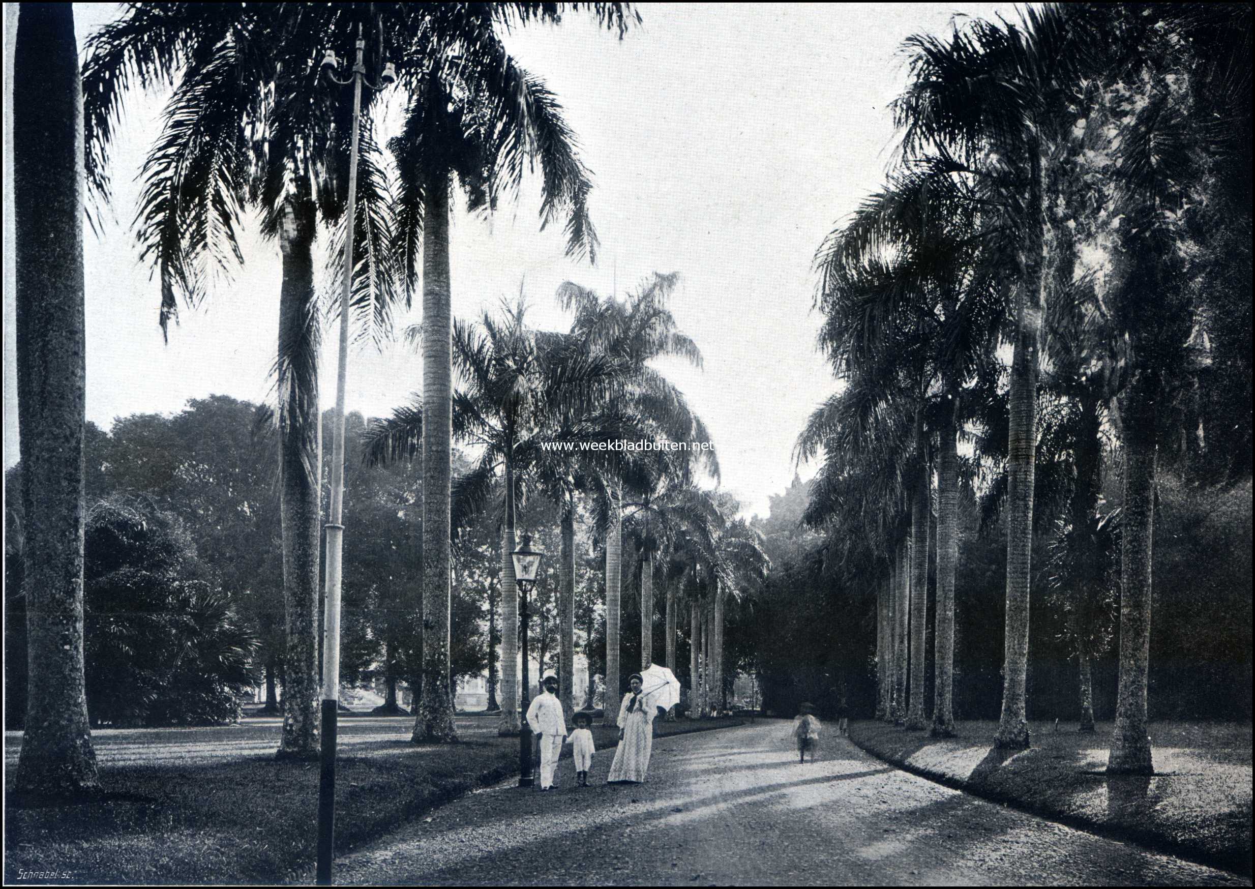 Op Java. Buitenzorg. In het Park 1