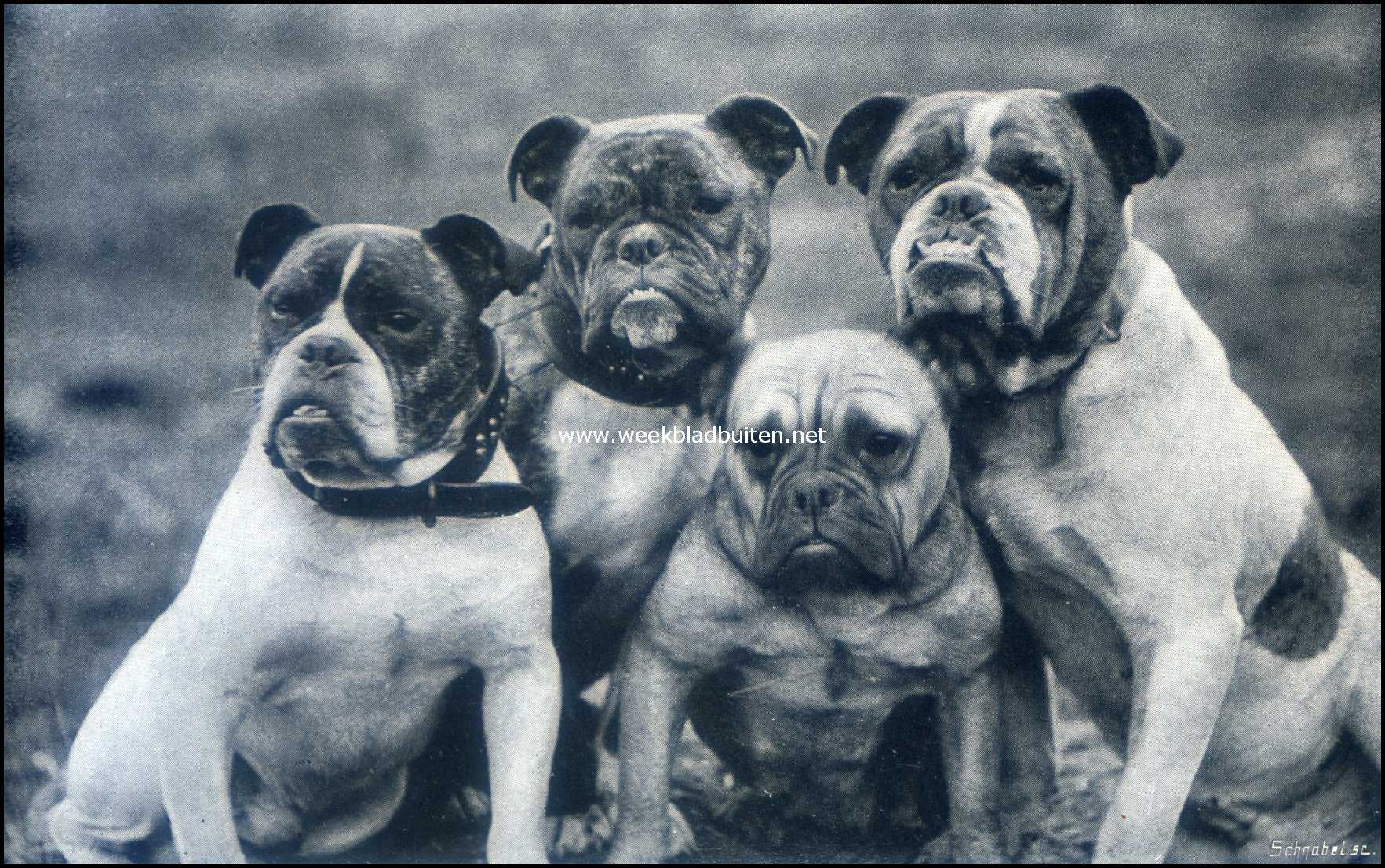 De Engelsche Bull-Dog. Eenige beroemde Engelsche bull-doggen