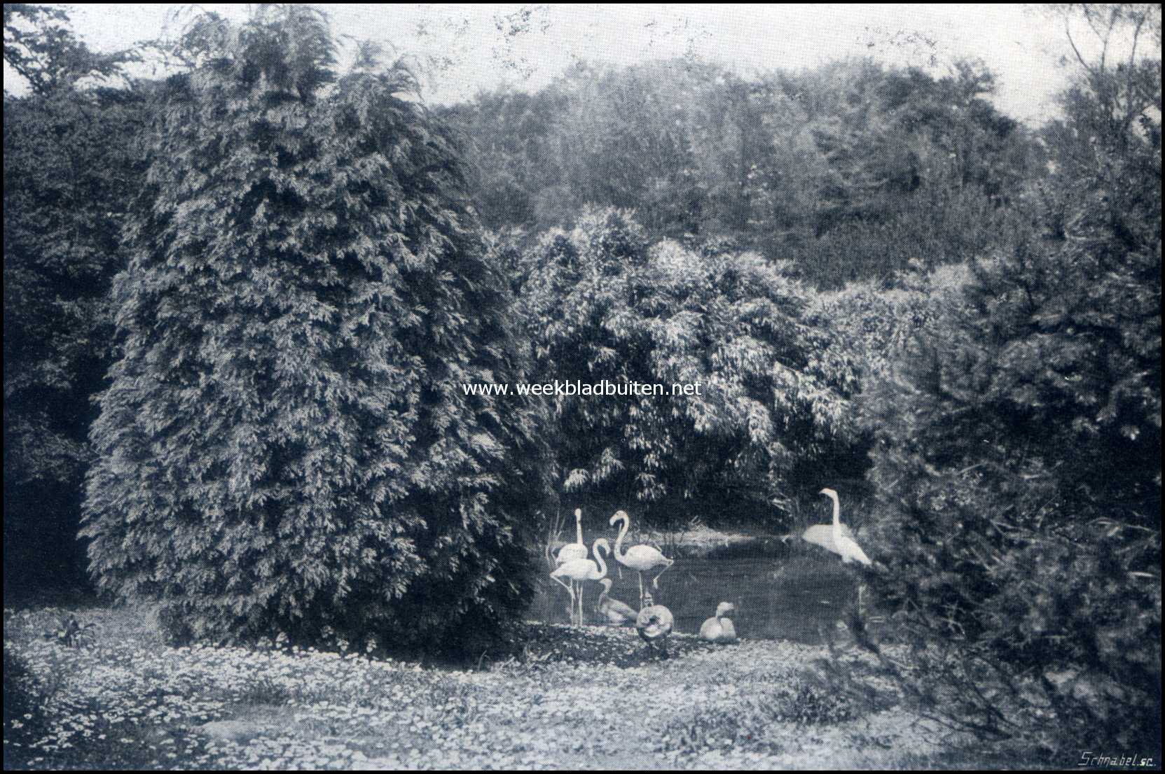 Gooilust. Flamingo's, Indische ganzen en Grijskopgans. Japansche tuin