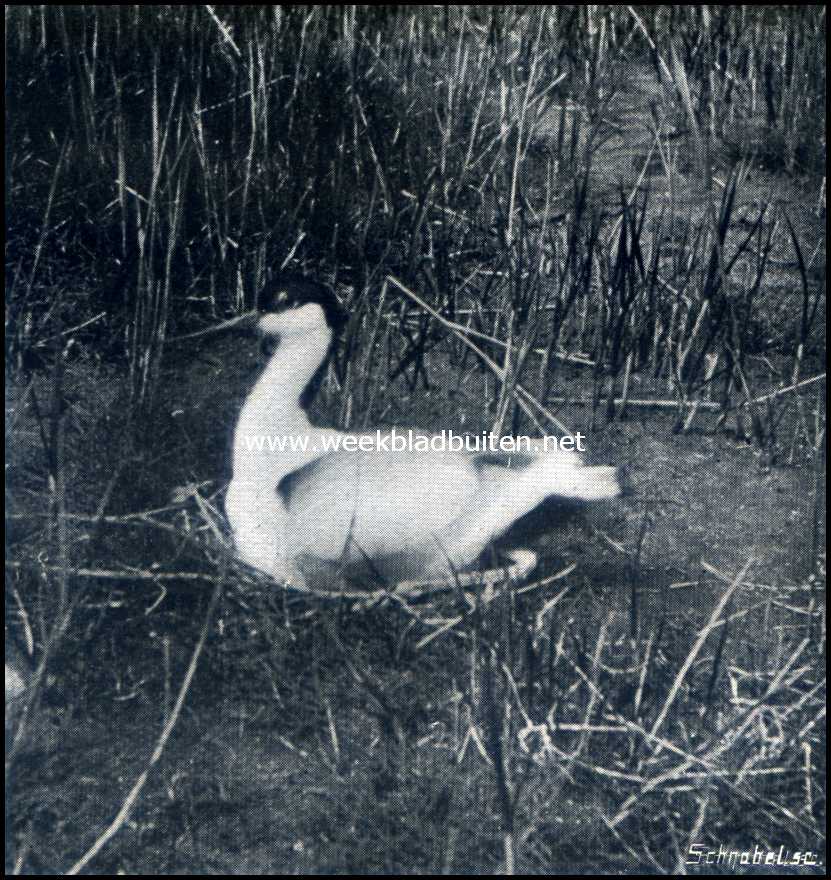 Bij de broedvogels op de weide. Broedende kluit