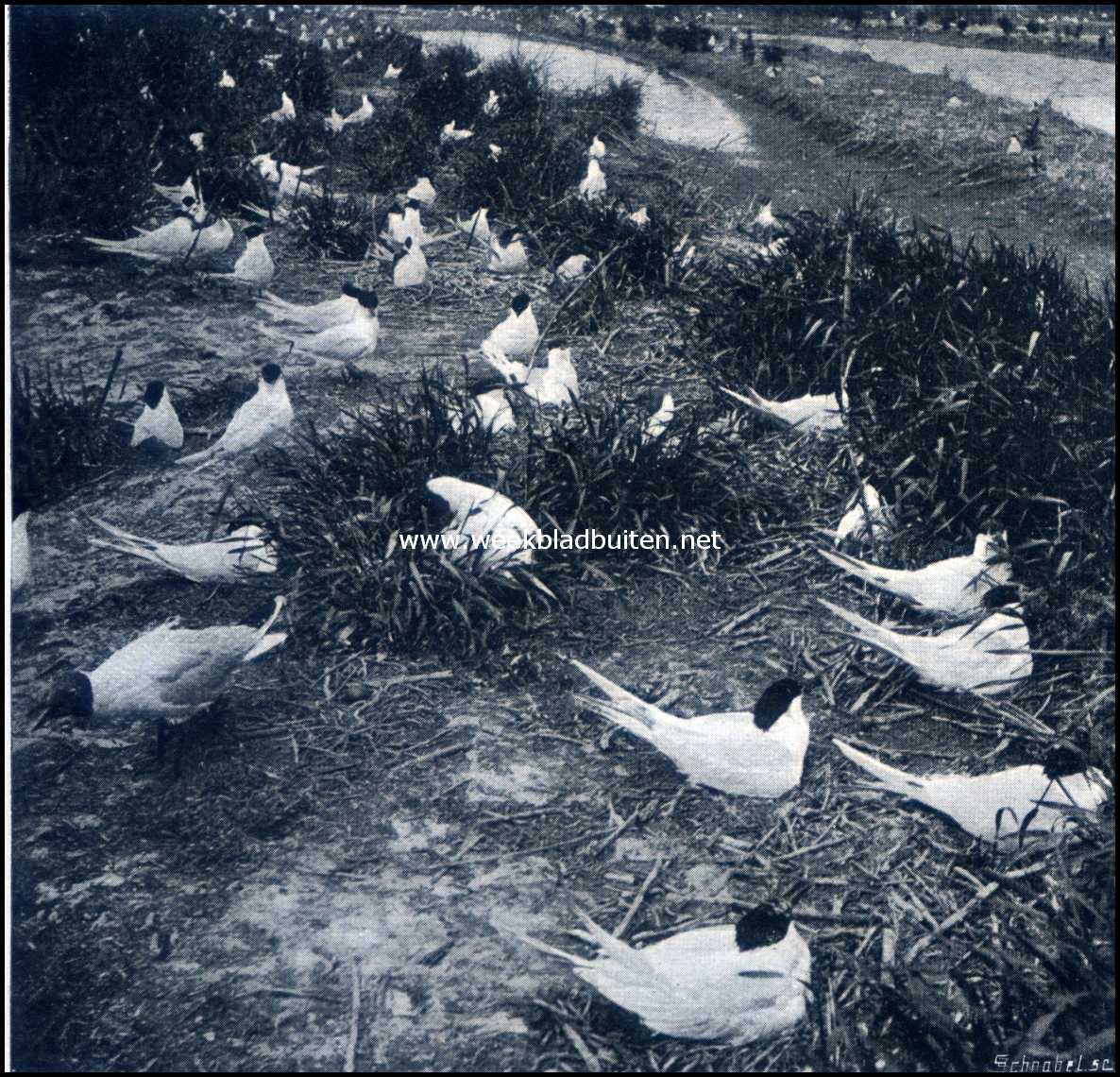 Bij de broedvogels op de weide. Groote sterns, links een kokmeeuw
