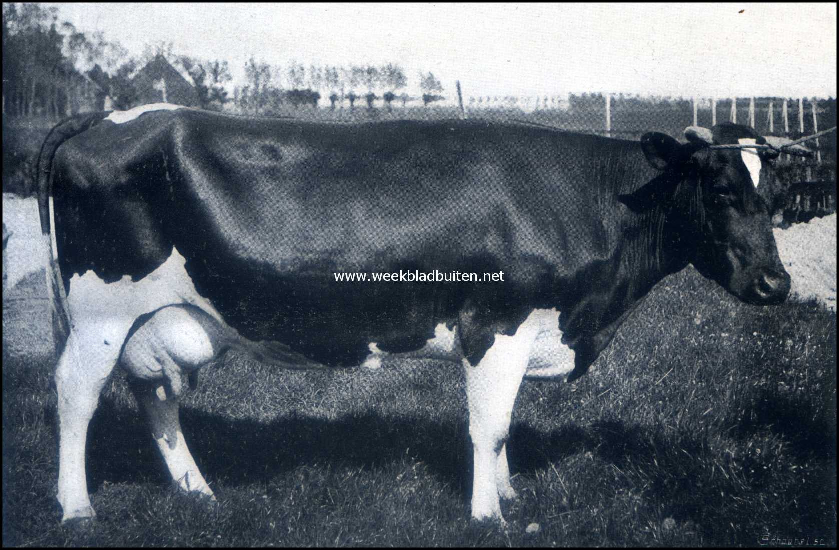 Over Rundvee-Fokvereenigingen. Stuyt. 5223 K.G. melk, 205 K.G. vet, 480 K.G. droge stof in 316 melkdagen. Gemiddeld gehalte 3,93% vet en 9,20% vetvrije droge stof
