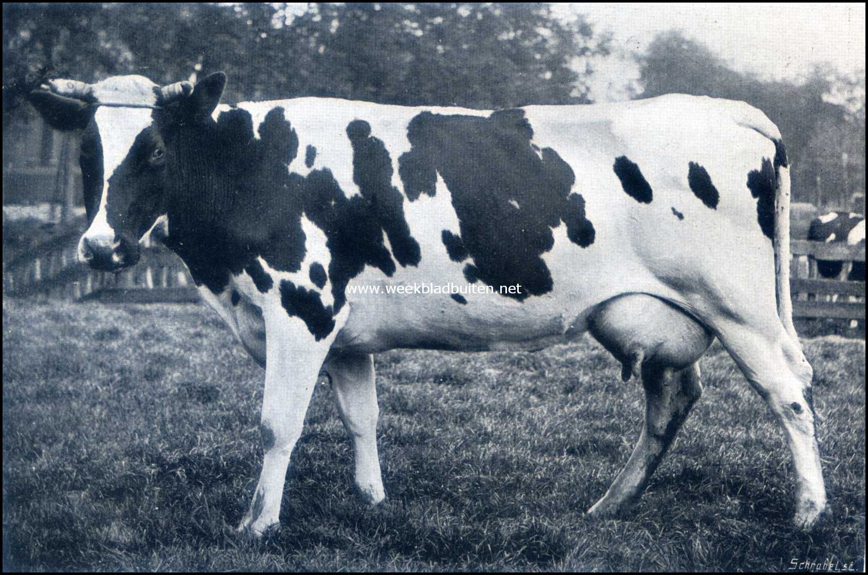 Over Rundvee-Fokvereenigingen. Meisje. 4427 K.G. melk, 158 K.G. vet, 400 K.G. vetvrije droge stof in 303 melkdagen. Gemiddeld gehalte 3,57% vet en 9,04% vetvrije droge stof