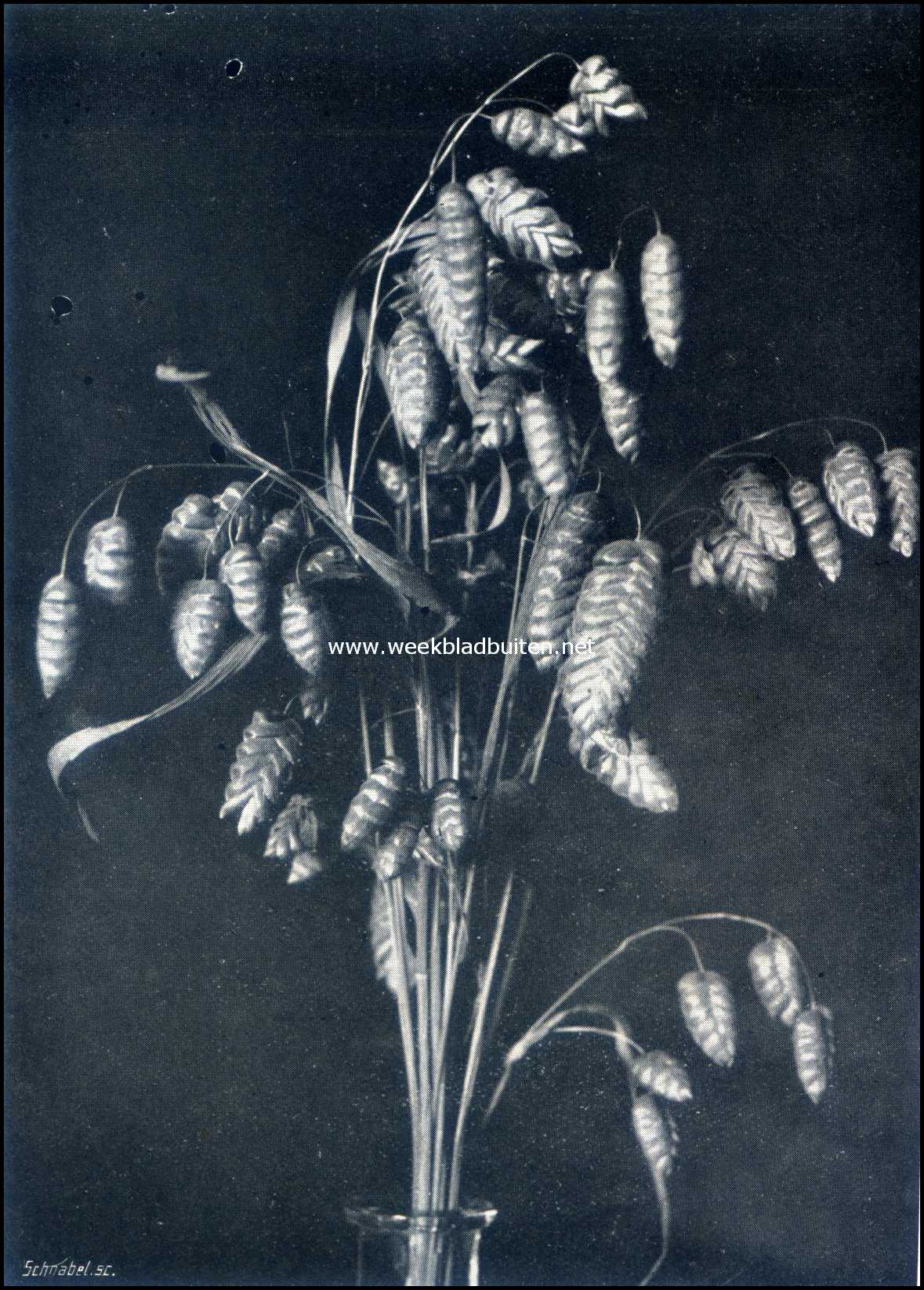 Siergrassen. Briza Maxima