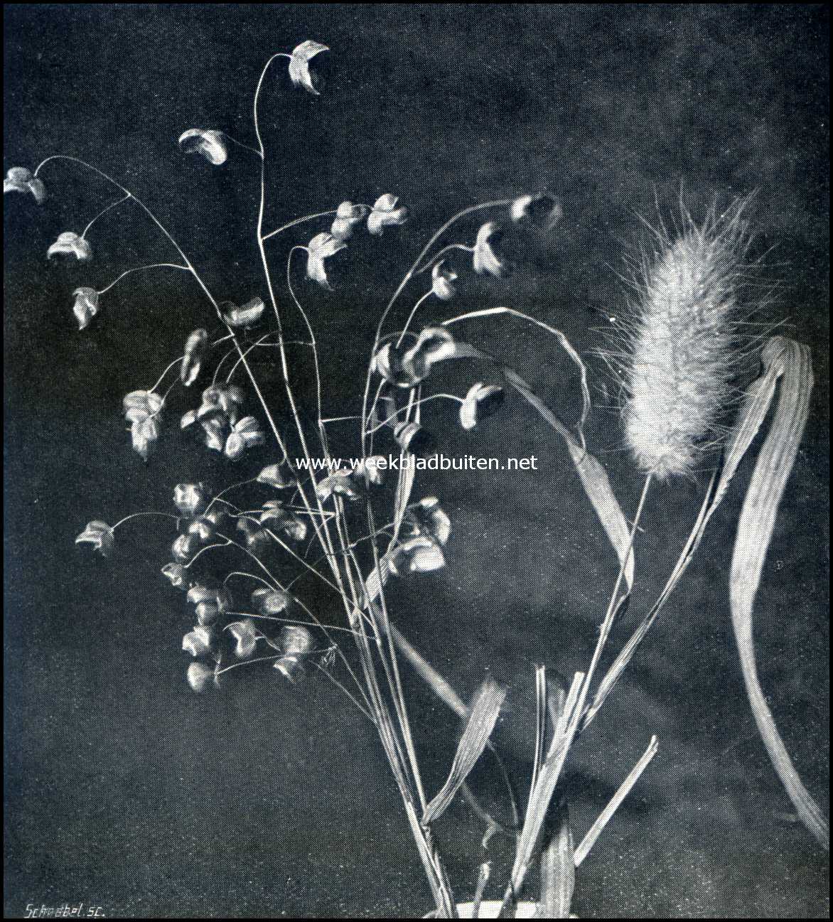 Siergrassen. Links: Bromus Madritensis; Rechts: Lagurus Oratus