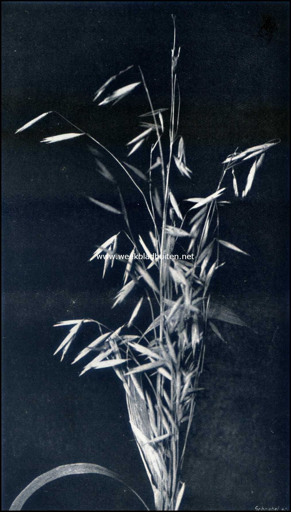 Siergrassen. Avena Nuda Elegantissima