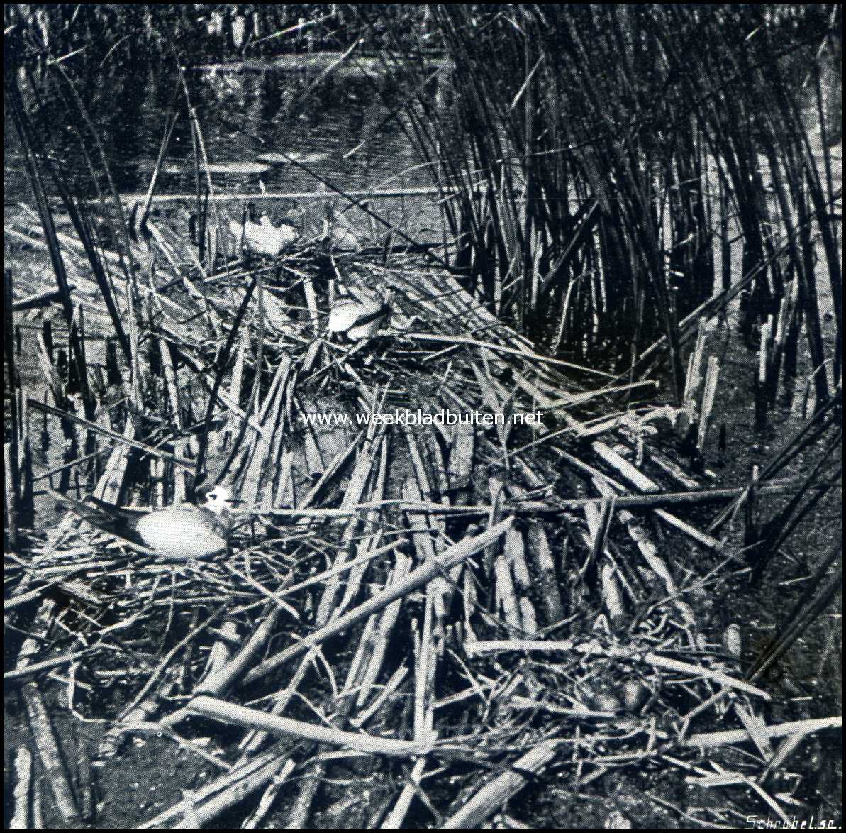 Bij de broedvogels in het moeras. Zwarte Zeezwaluw