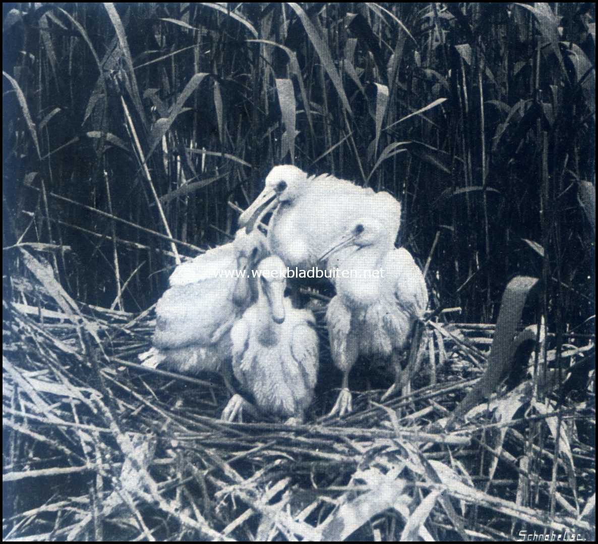 Bij de broedvogels in het moeras. Jonge lepelaars op het nest