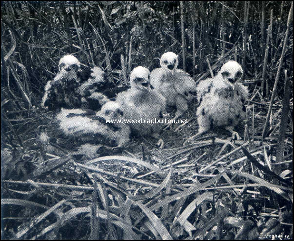 Bij de broedvogels in het moeras. Jonge kuikendieven