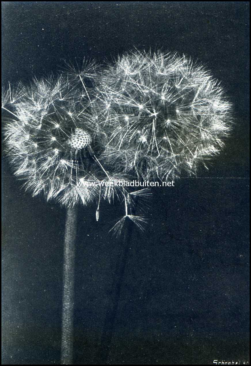 Planten met kaarsjes. Kaarsjes van de paardenbloem