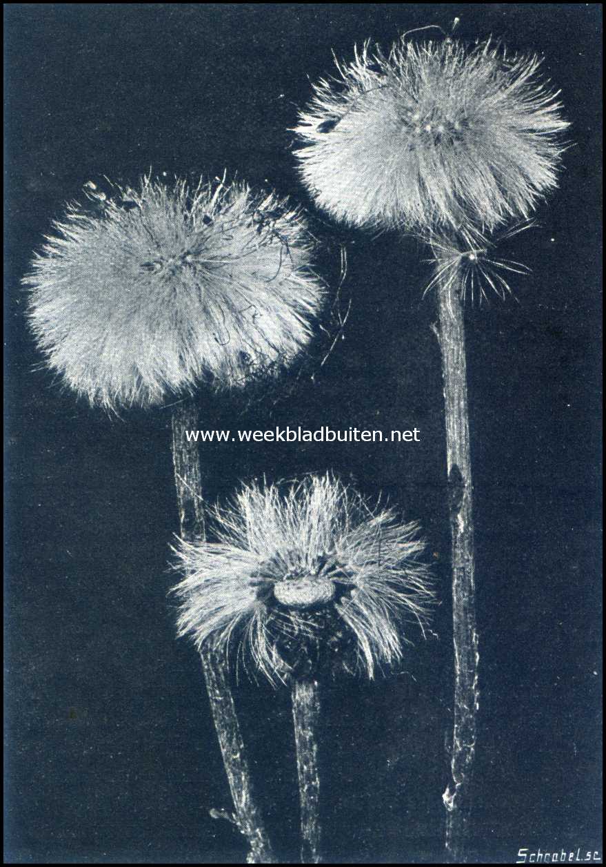 Planten met kaarsjes. Kaarsjes van het klein hoefblad
