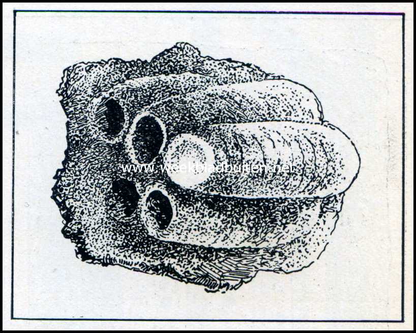 Roofwespen. Eiercellen van de Blauwe Metselwesp (Chalybion Caeruleum)
