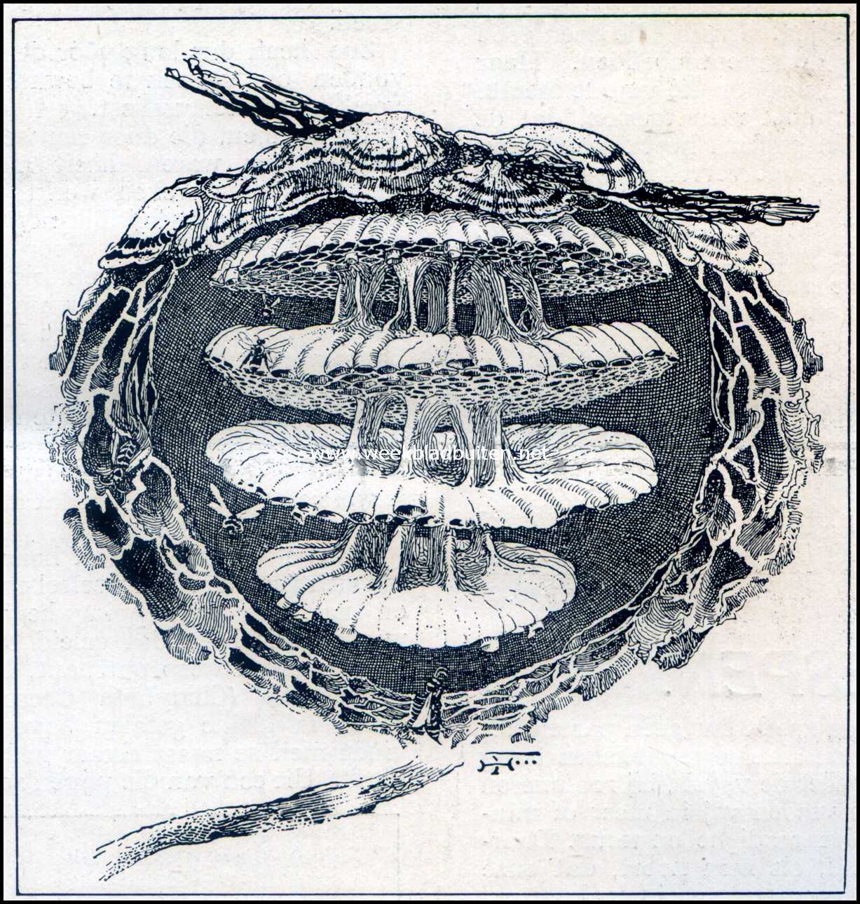 Nest van een Vespa Maculata (de gewone horzel) in houtmolen