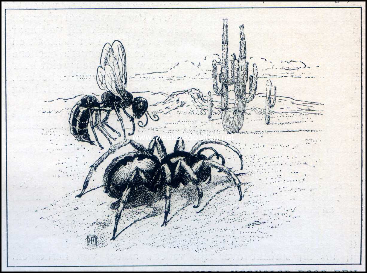 Aardspin (Cteniza Californica) vervolgd door een Tarantula-dooder (Pepsis Formosa)
