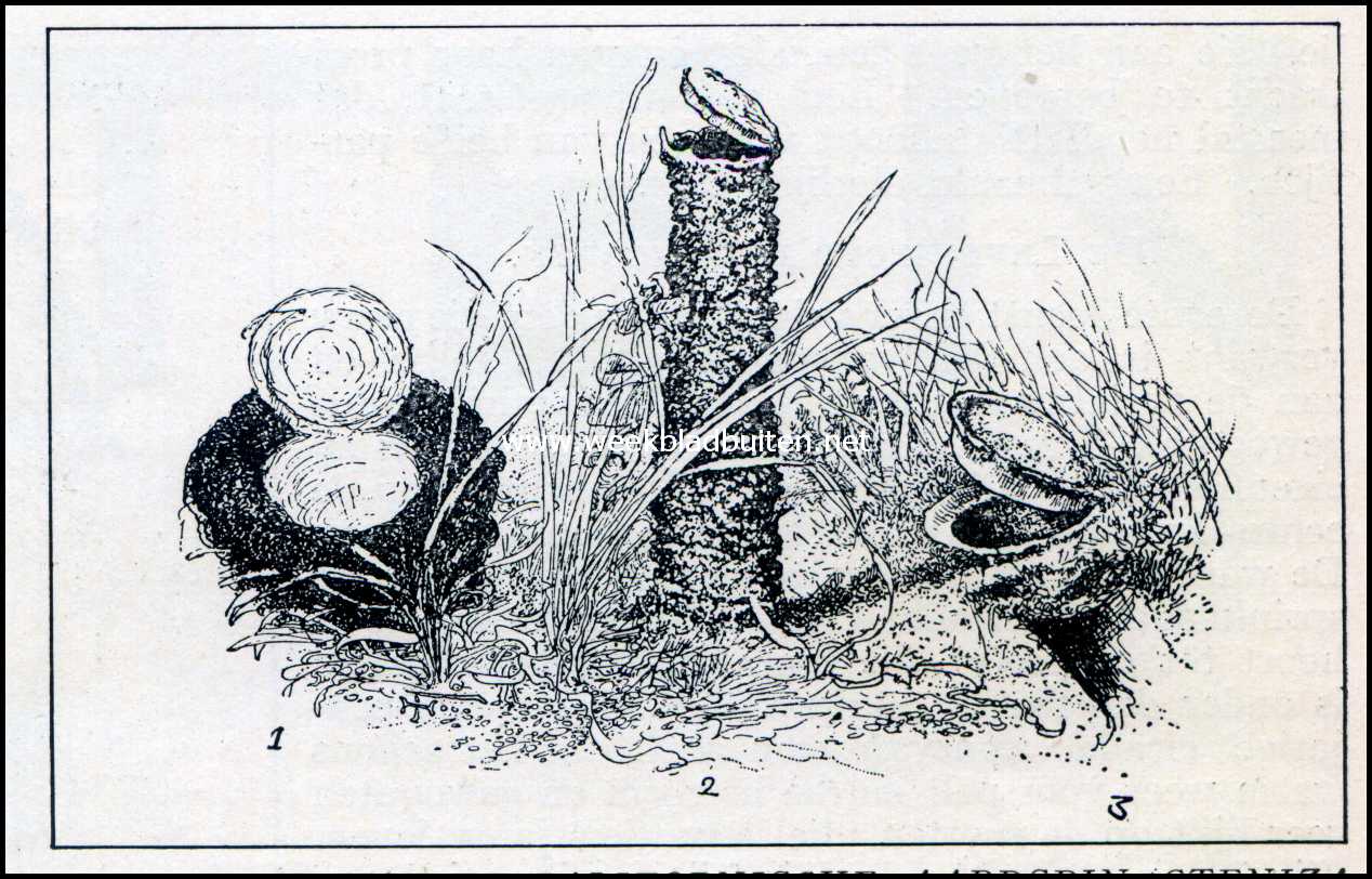 Roofwespen.  1 en 3. Nest van de Californische aardspin (Cteniza Californica). 2. Torentjes nest van de Dolichoscaptus Latastei. (Naar Eugne Simon)