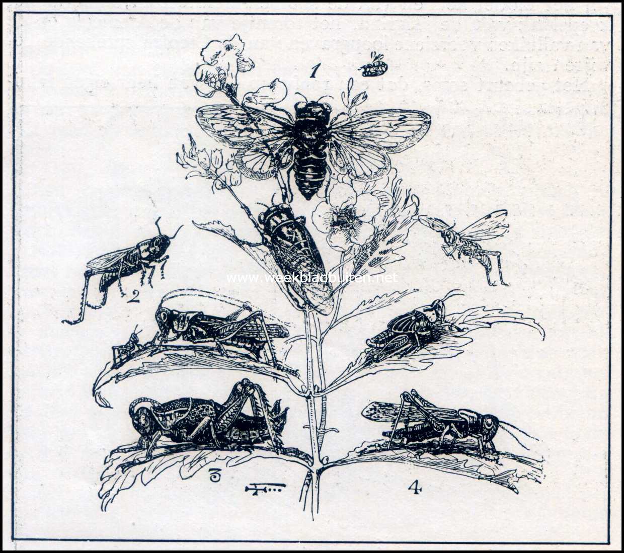 Roofwespen. Ter herkenning van sprinkhanen. 1. Cicade, 2. Sprinkhaan met jong. 3. De Locust-soort uit het Westen van Noord-Amerika. 4. Locust, met zijn kop er boven