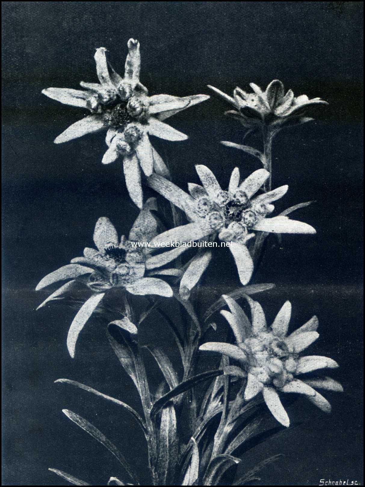 Leontopodium Alpinum, Edelweiss (4/5 nat. Gr.)