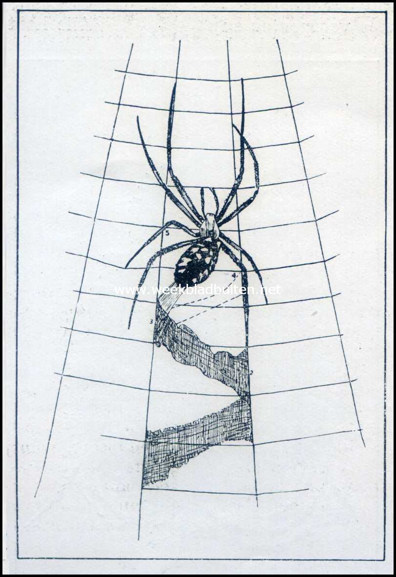De Oranje Argiope. Een Argiope zijn zig-zag trap makend