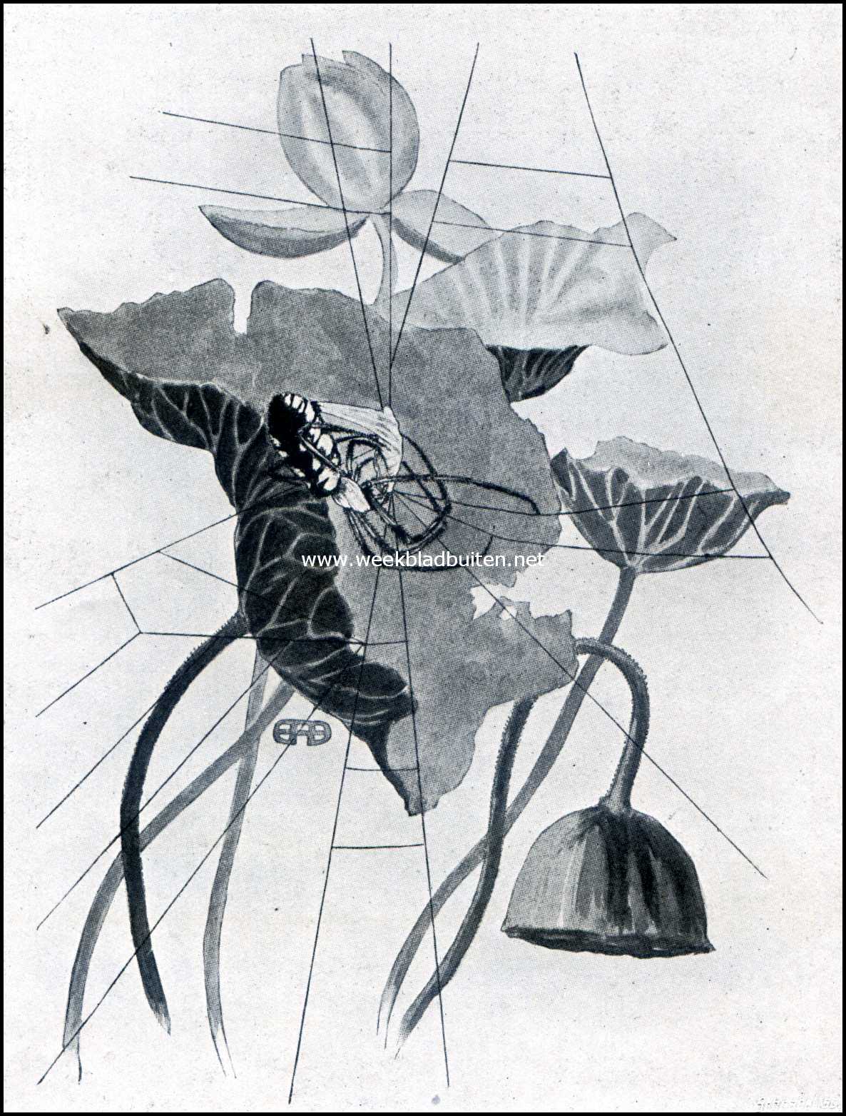 De Oranje Argiope. Archiope haar slachtoffer inspinnend