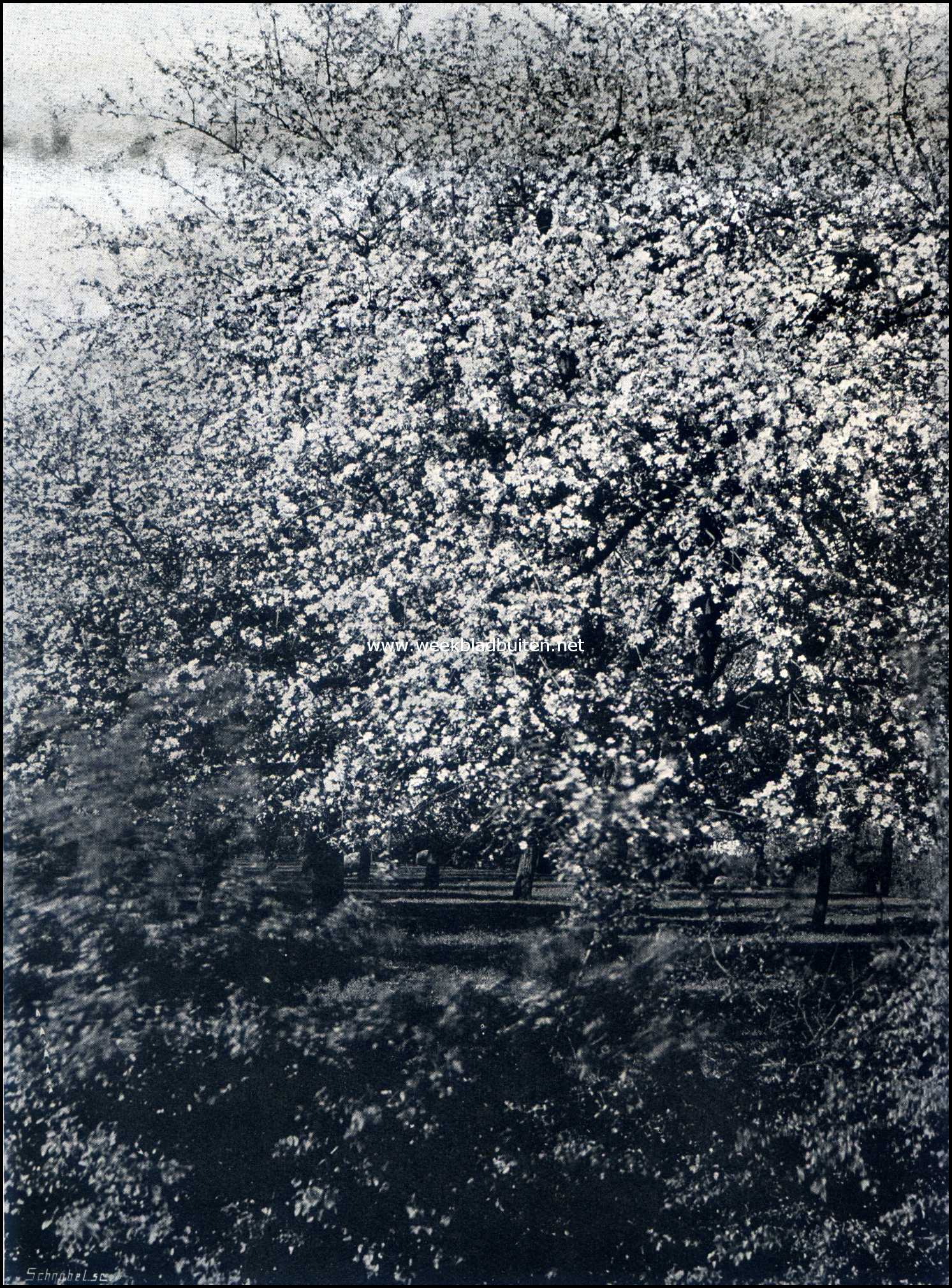 Bloeiende appelboomgaard te Huissen
