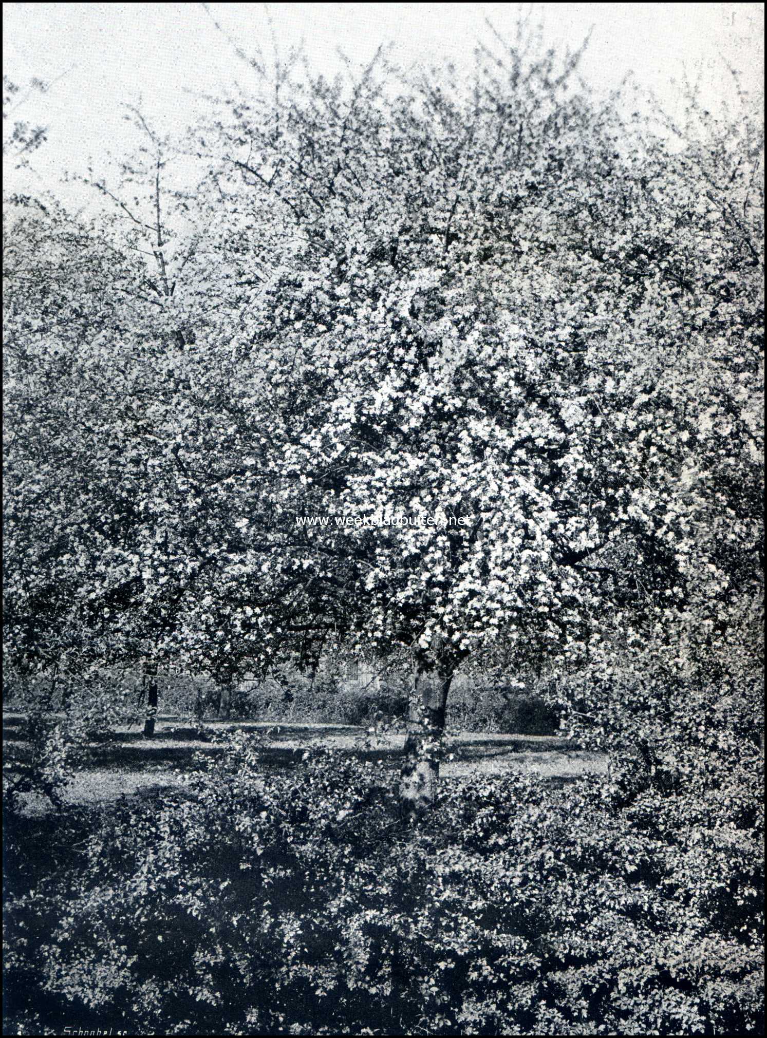 Kijkje in een bloeiende appelboomgaard nabij Huissen