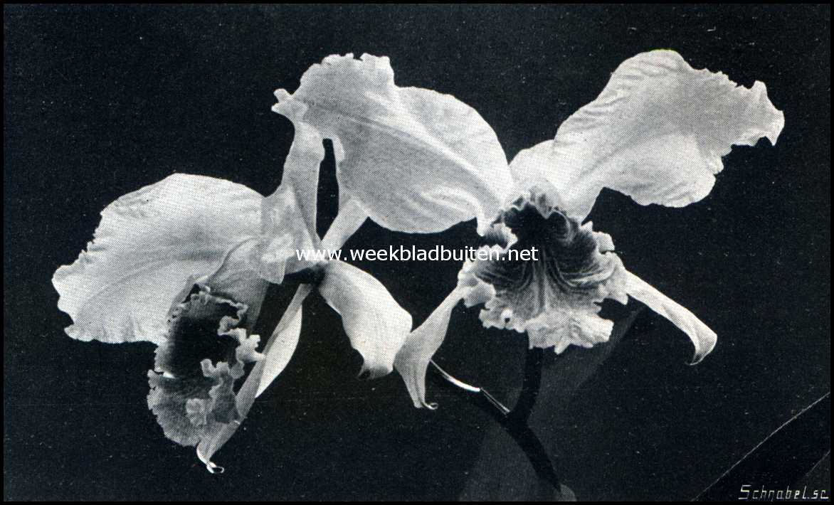 Cattleya's. Een mooie Cattleya
