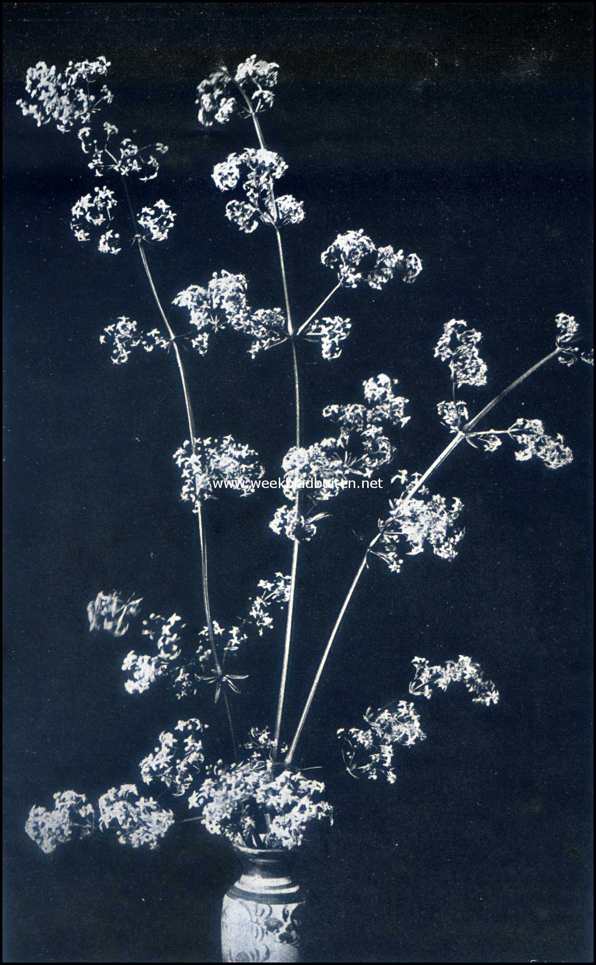 In de weide. Bloemen van Weidewalstroo. (Galium Mullugo)