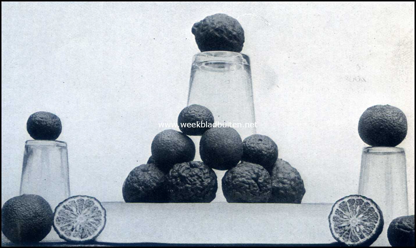 Bataviasche Vruchten. Djeroek Tipis en Djeroek Poerroet (Citrus Limonellus en Citrus Papeja)