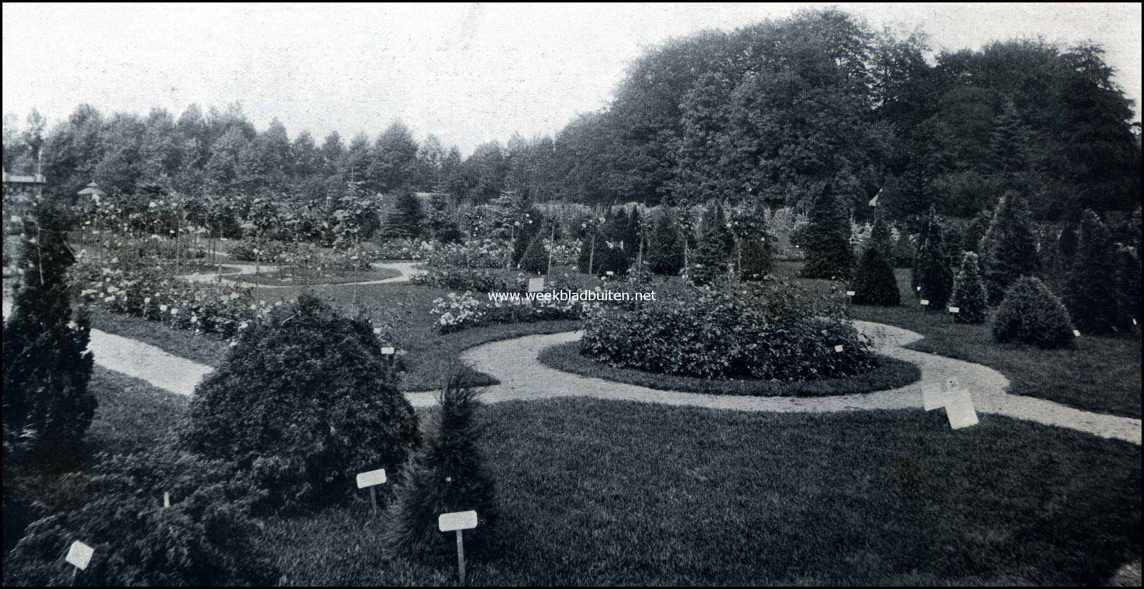 De groote tuinbouwtentoonstelling te Zeist. Gezicht op het rosarium van de frima Cpijn en Zonen