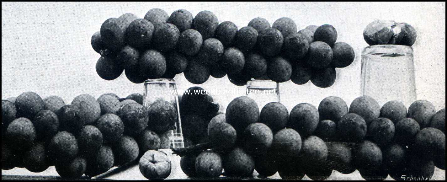 Bataviasche Vruchten. Boewah Dalima (granaatappel: Granatium Punica)