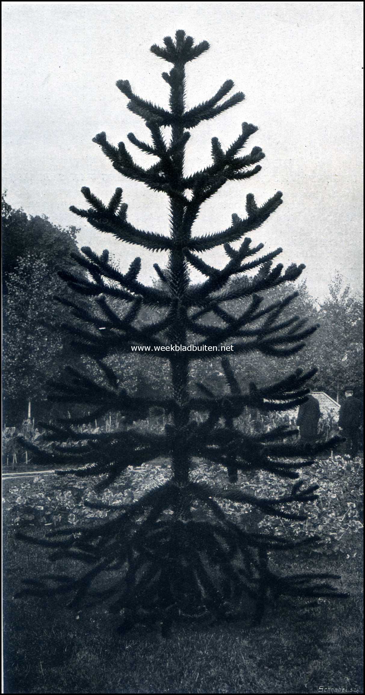 De groote tuinbouwtentoonstelling te Zeist. Een 4 1/2 Meter hooge Araucaria Imbricata. Inzending van H. Copijn & Zonen