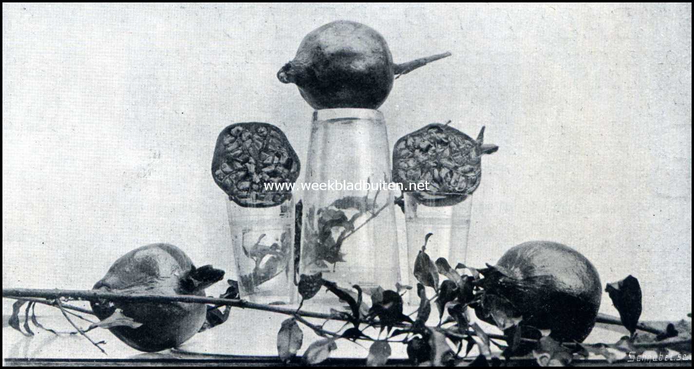 Bataviasche Vruchten. Boewah Dalima (Granata Punica)