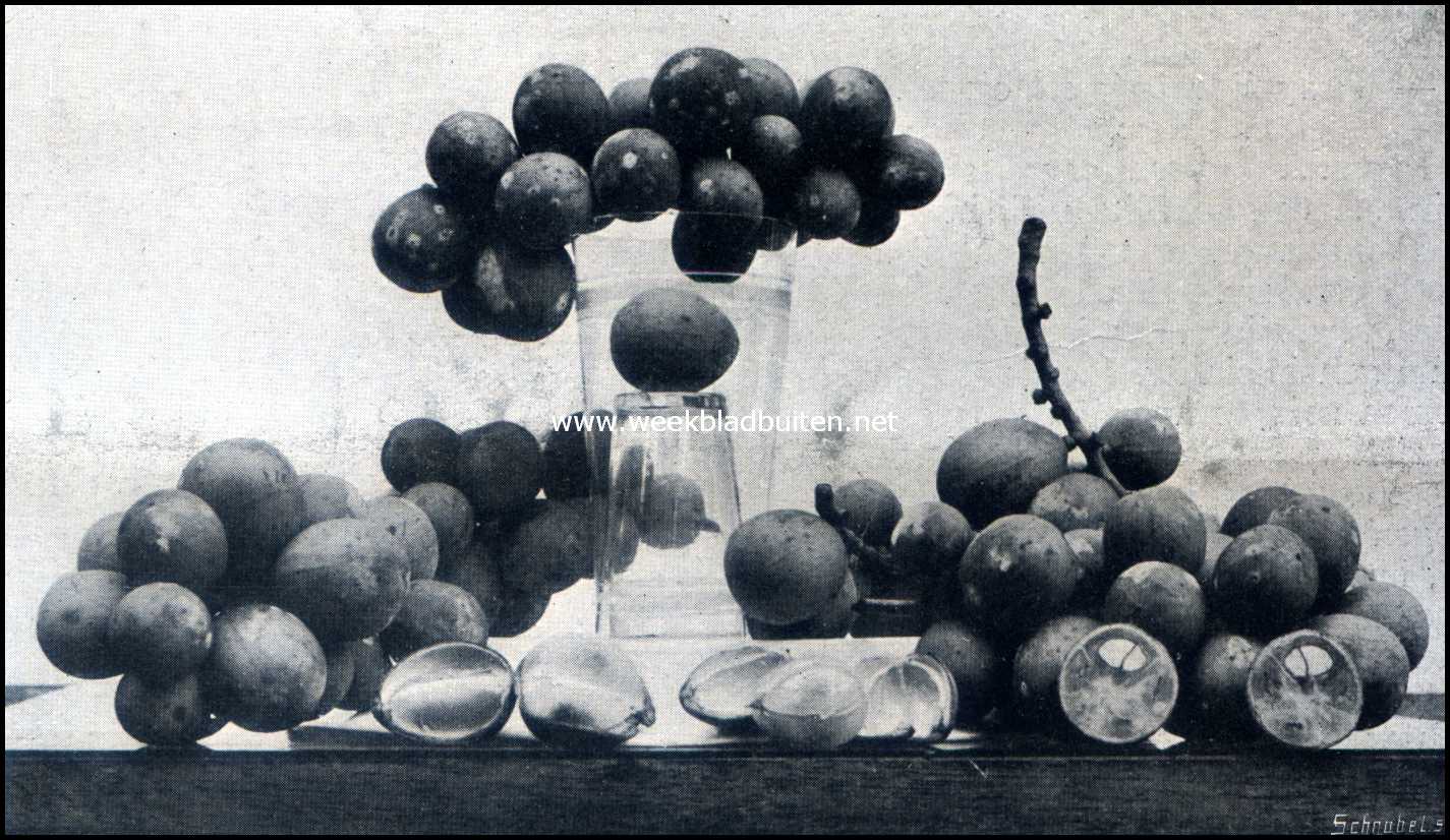 Bataviasche Vruchten. Doekoe (Lansium Domesticum)