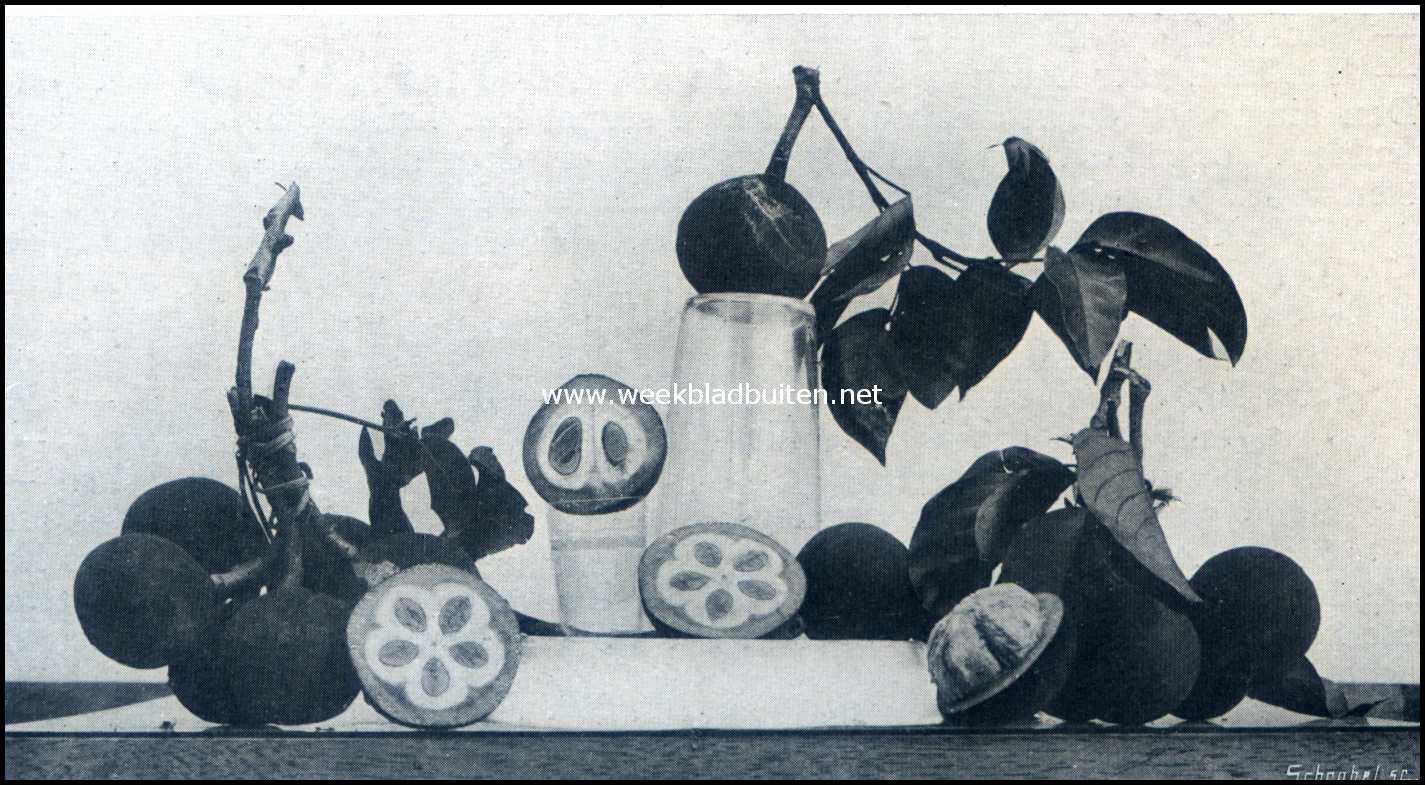 Bataviasche Vruchten. Ketjapie (Sandoricum Indicum)