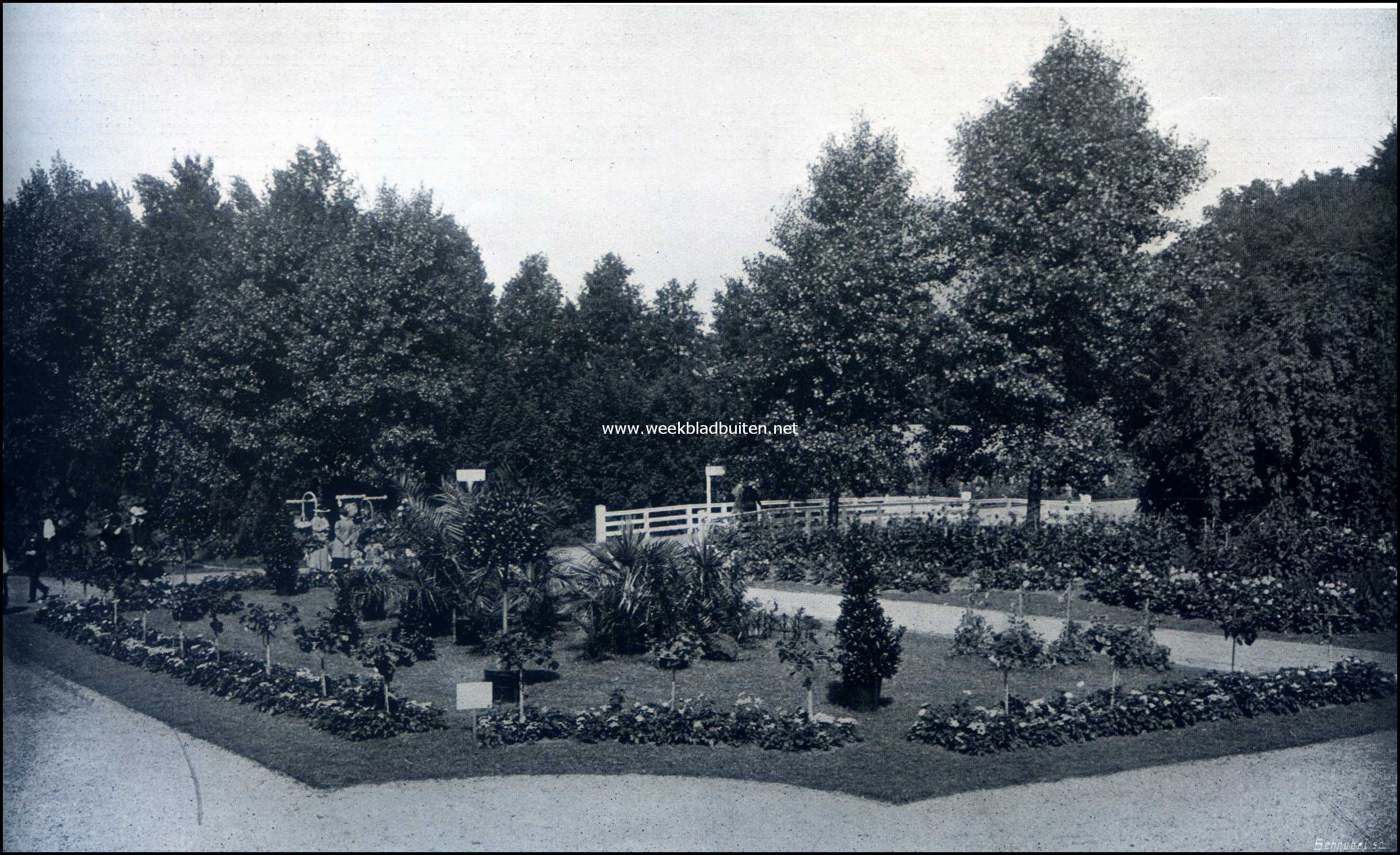 De groote tuinbouwtentoonstelling te Zeist. Verzameling palmen, afgezet met een rand Pelargoniums Zonale op stam. Inzending van D. Meeuwenberg, Zeist