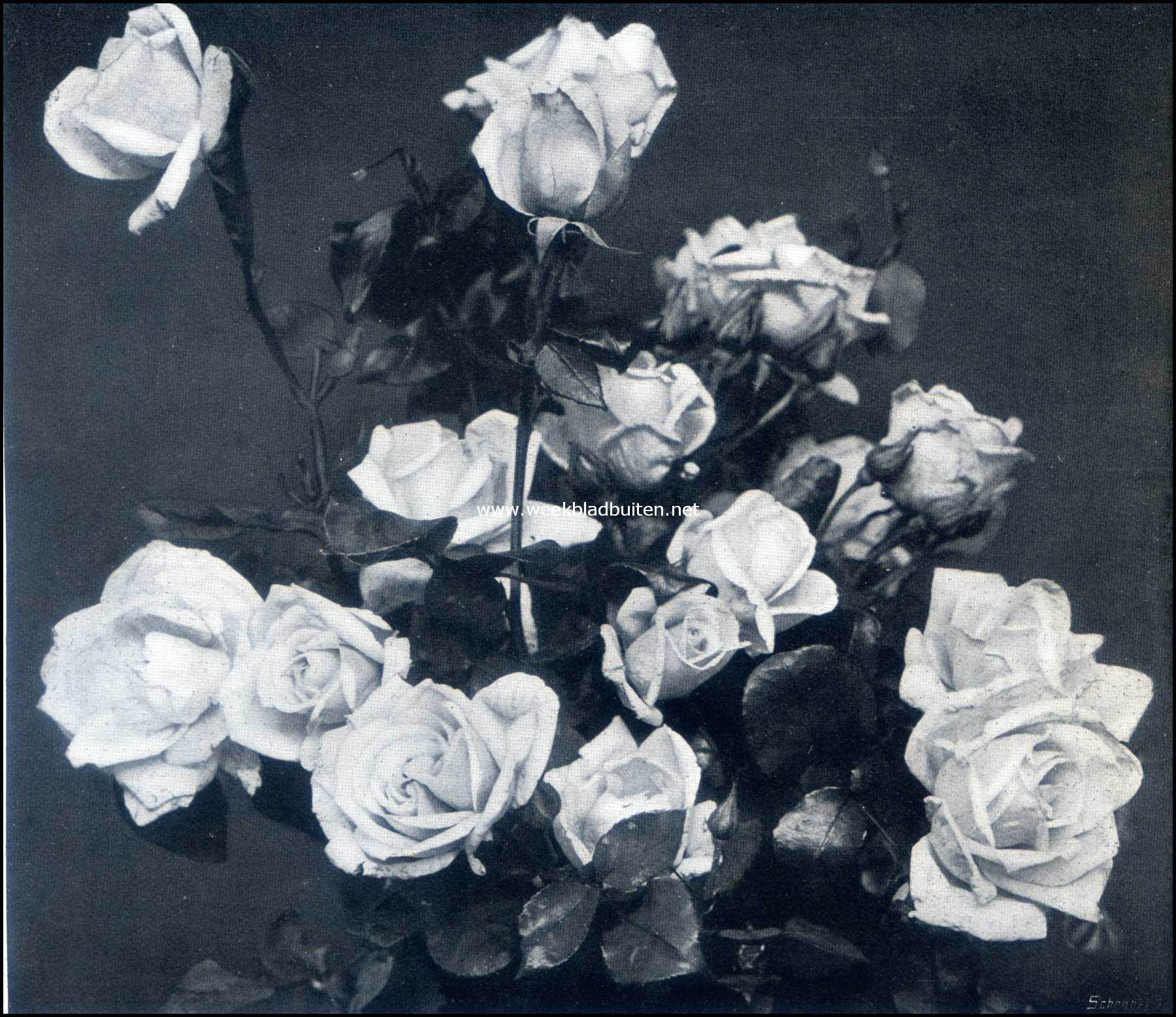 De groote tuinbouwtentoonstelling te Zeist. Phariser, (Thee Hybride Roos). Inz. Van Gebr. Gratama & Co., Hoogeveen